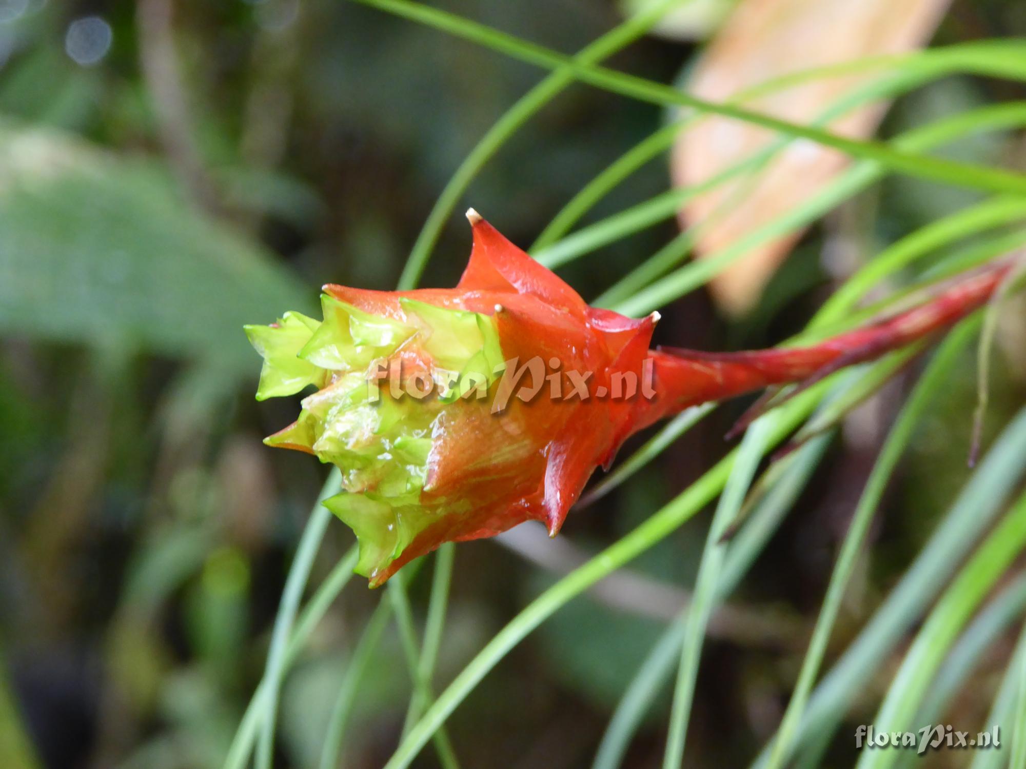 Guzmania graminifolia