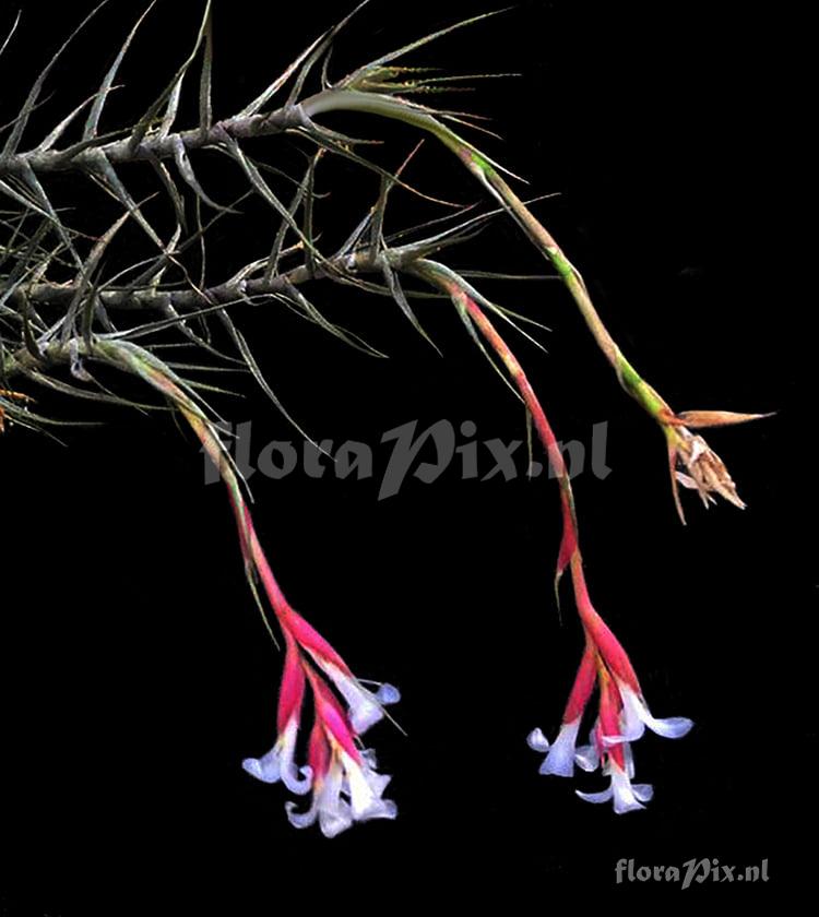 Tillandsia oliveirae