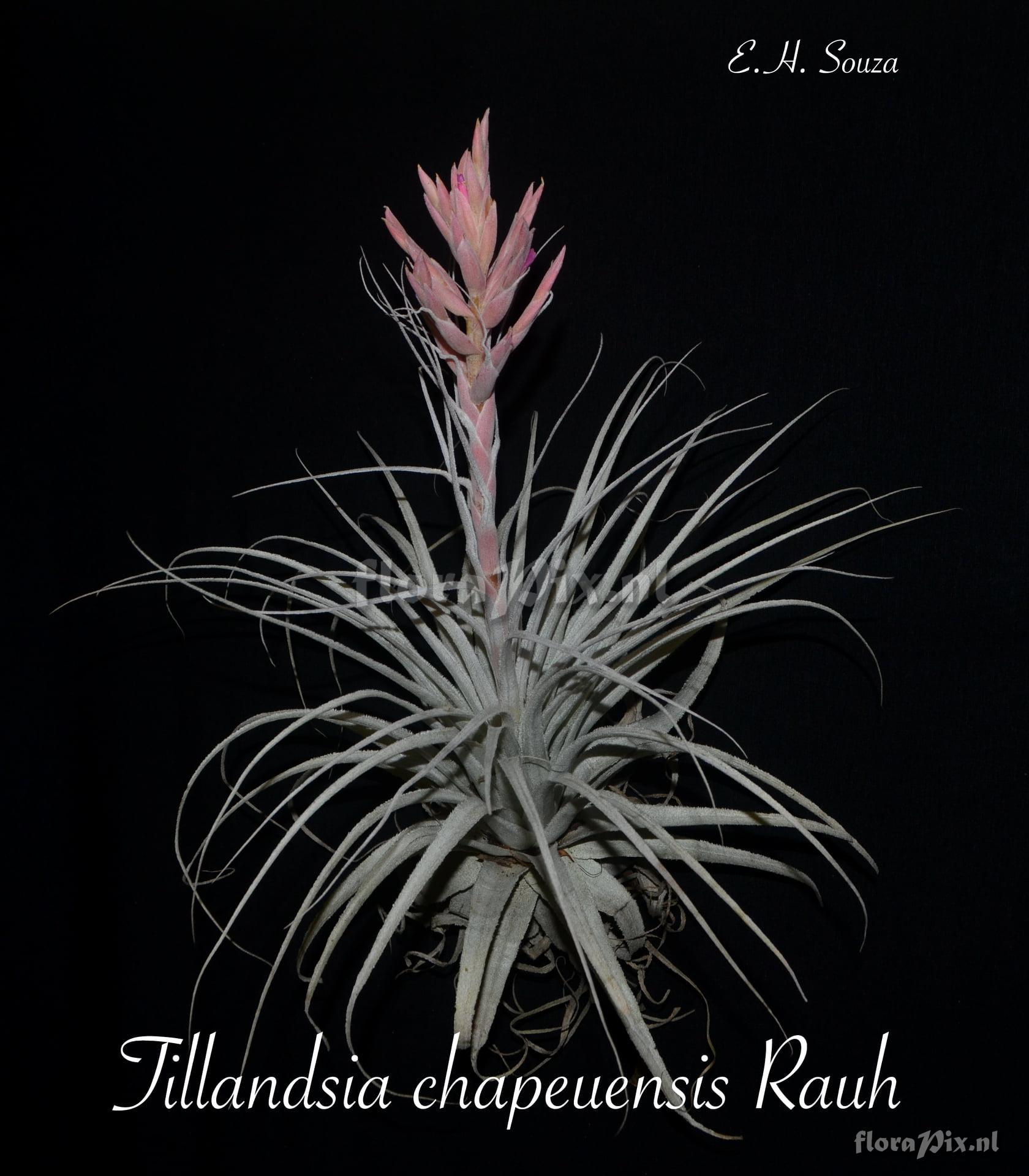 Tillandsia chapeuensis