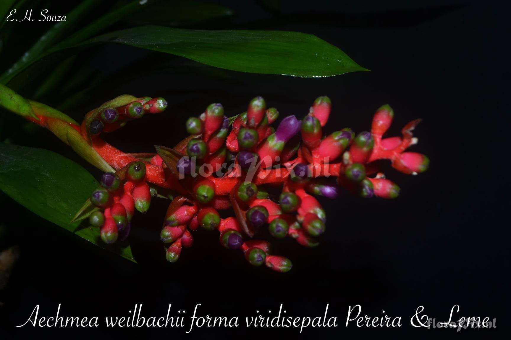 Aechmea weilbachii forma viridisepala