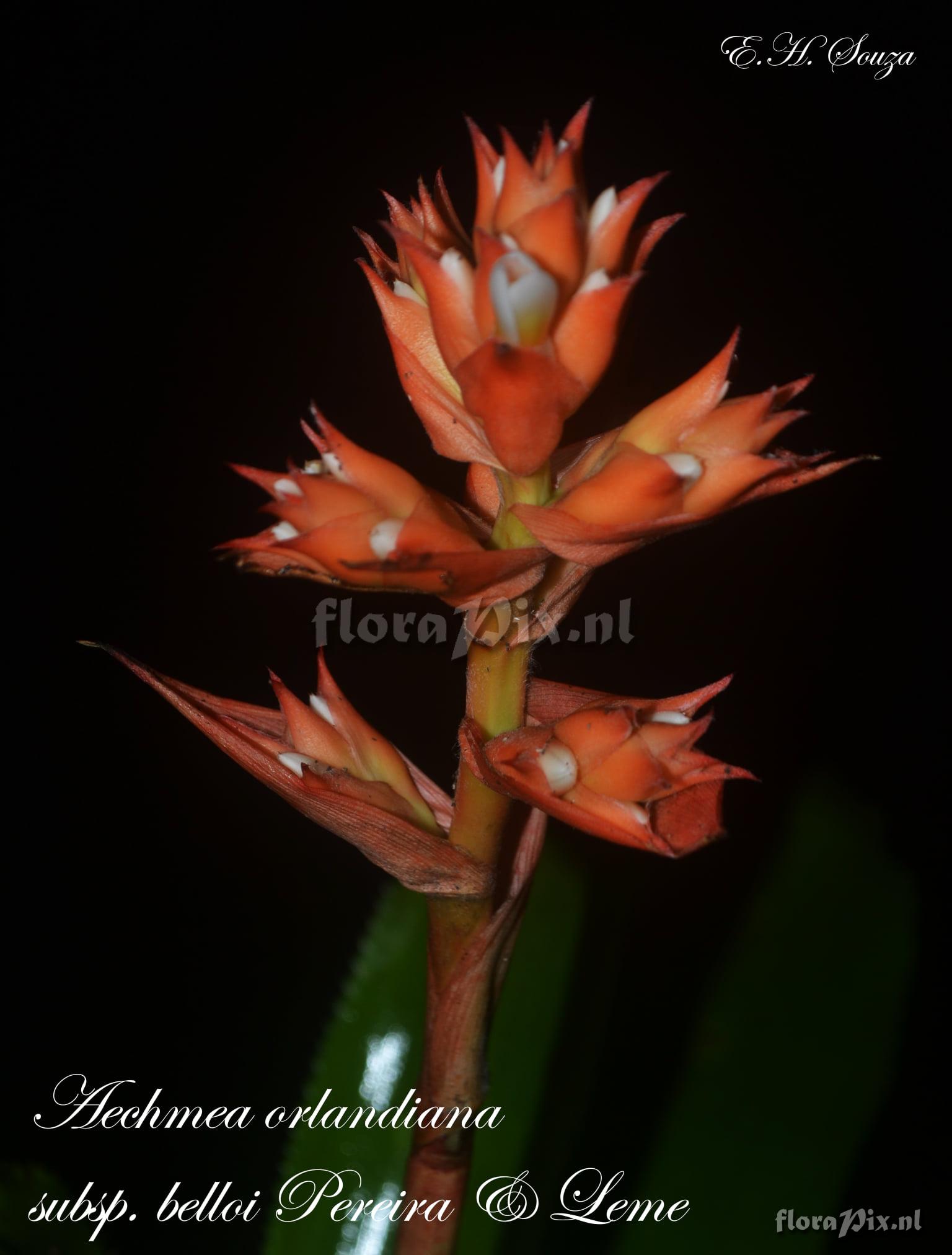 Aechmea orlandiana subsp. belloi