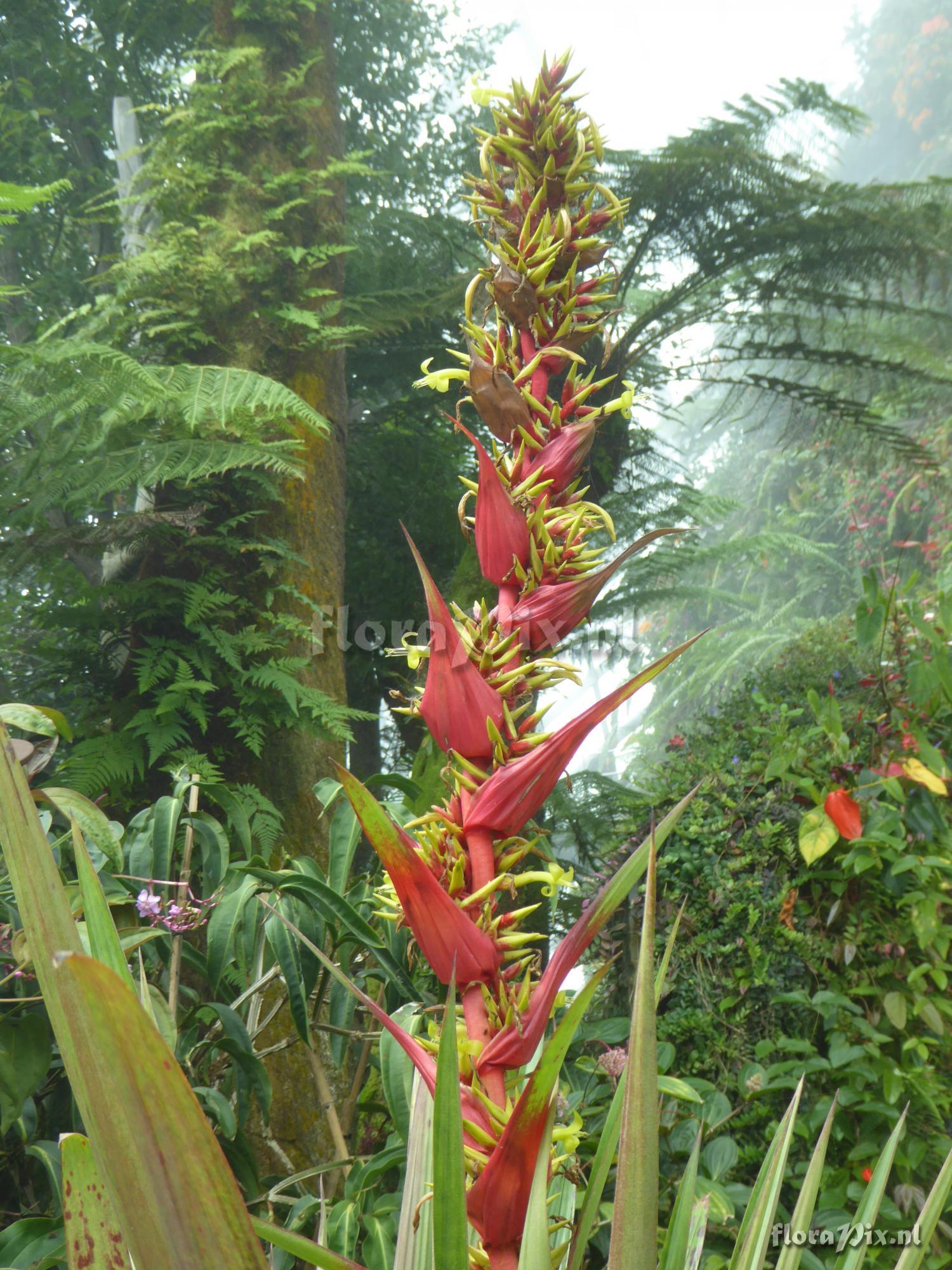 Guzmania ekmanii