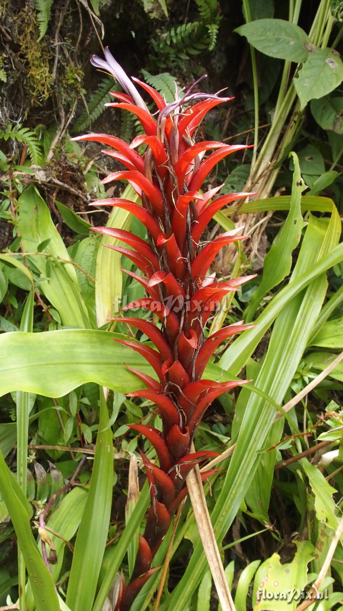 Pitcairnia squarrosa var. colorata