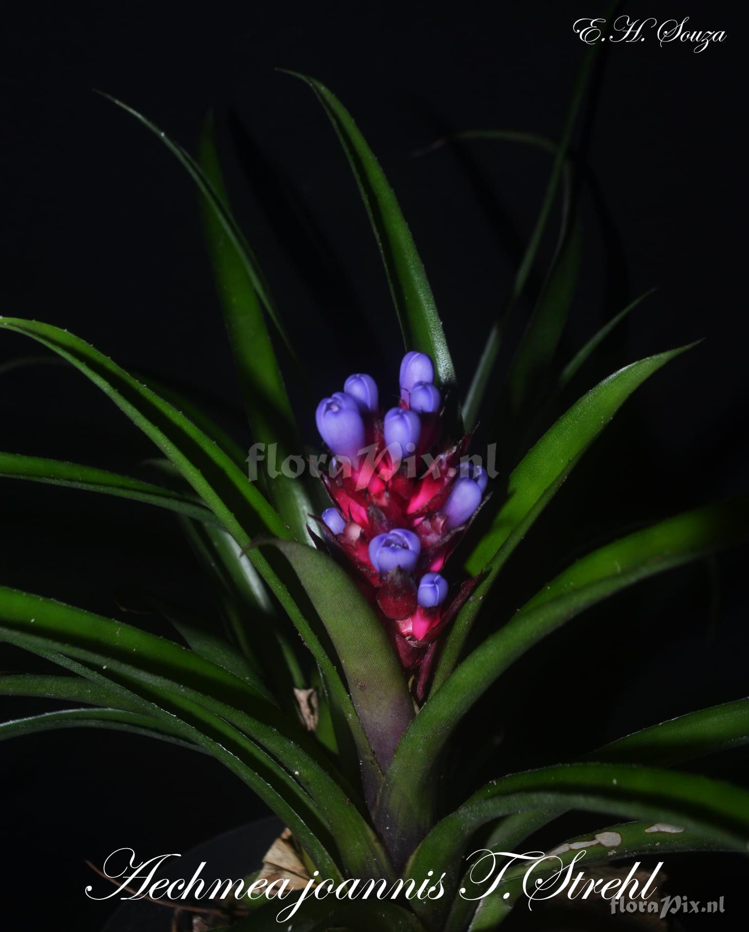 Aechmea joannis