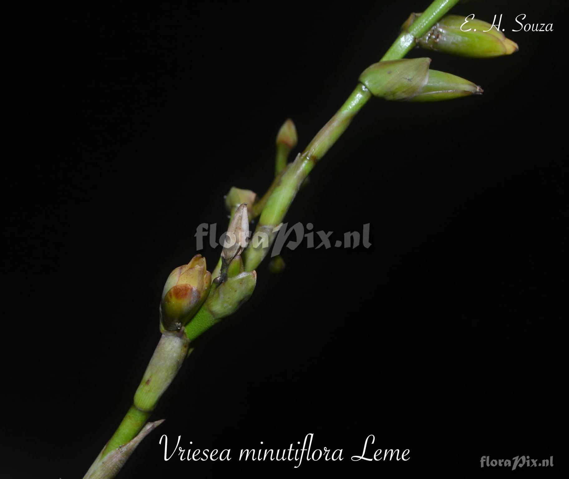 Vriesea minutiflora