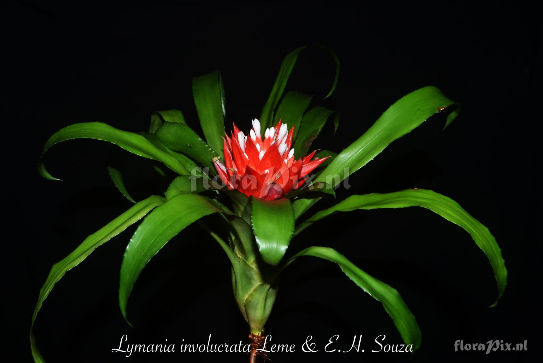 Lymania involucrata
