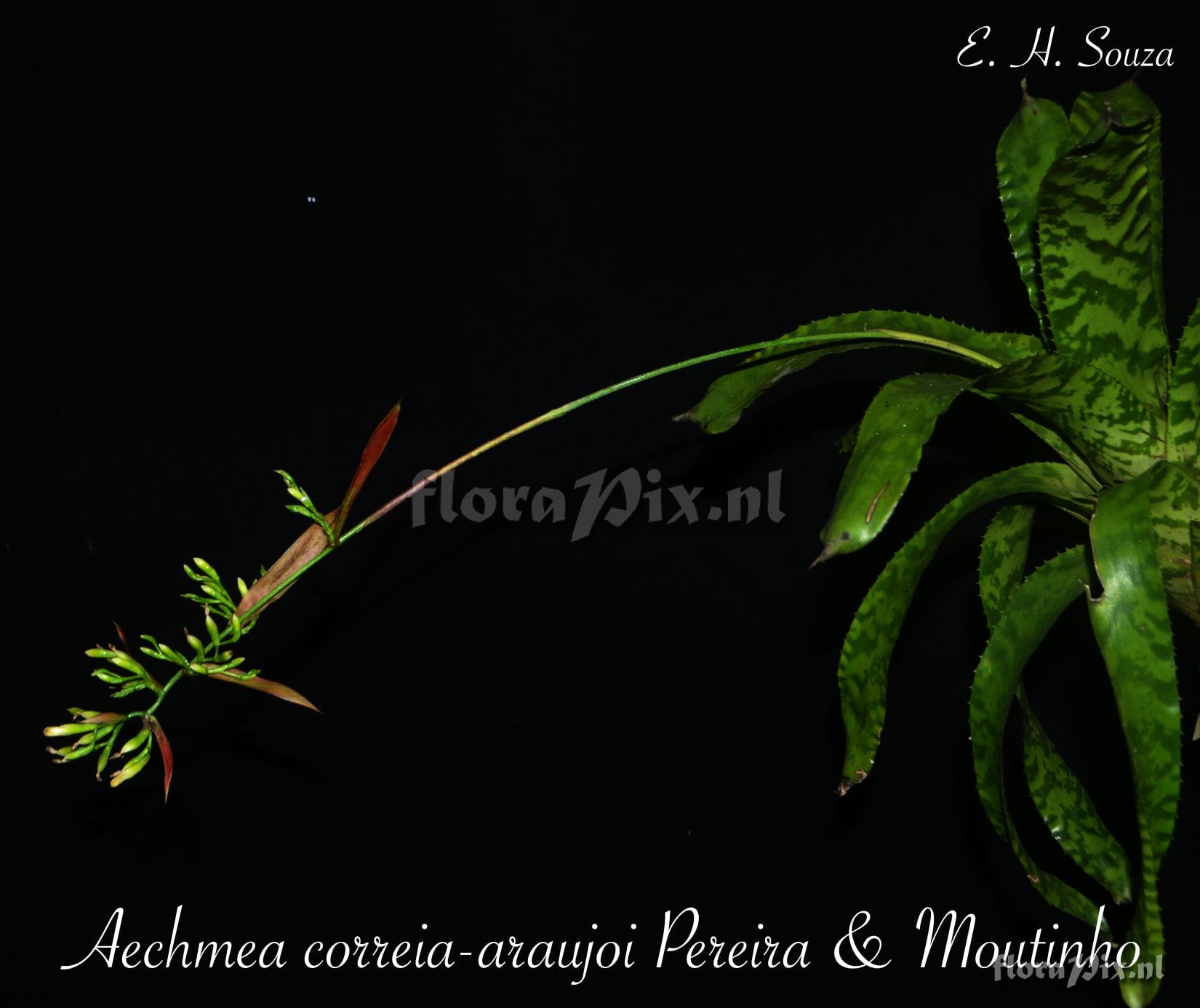 Aechmea correiaaraujoi
