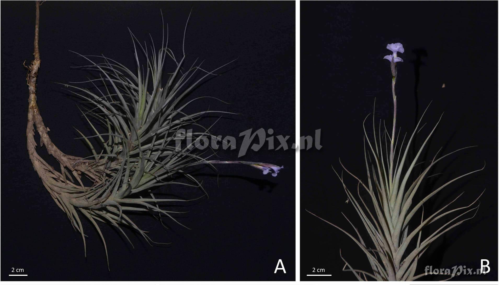 Tillandsia itatiensis