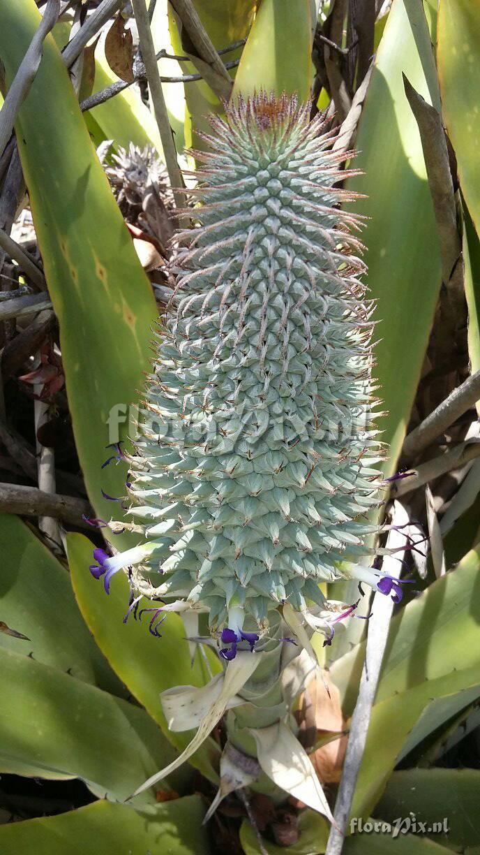 Aechmea muricata