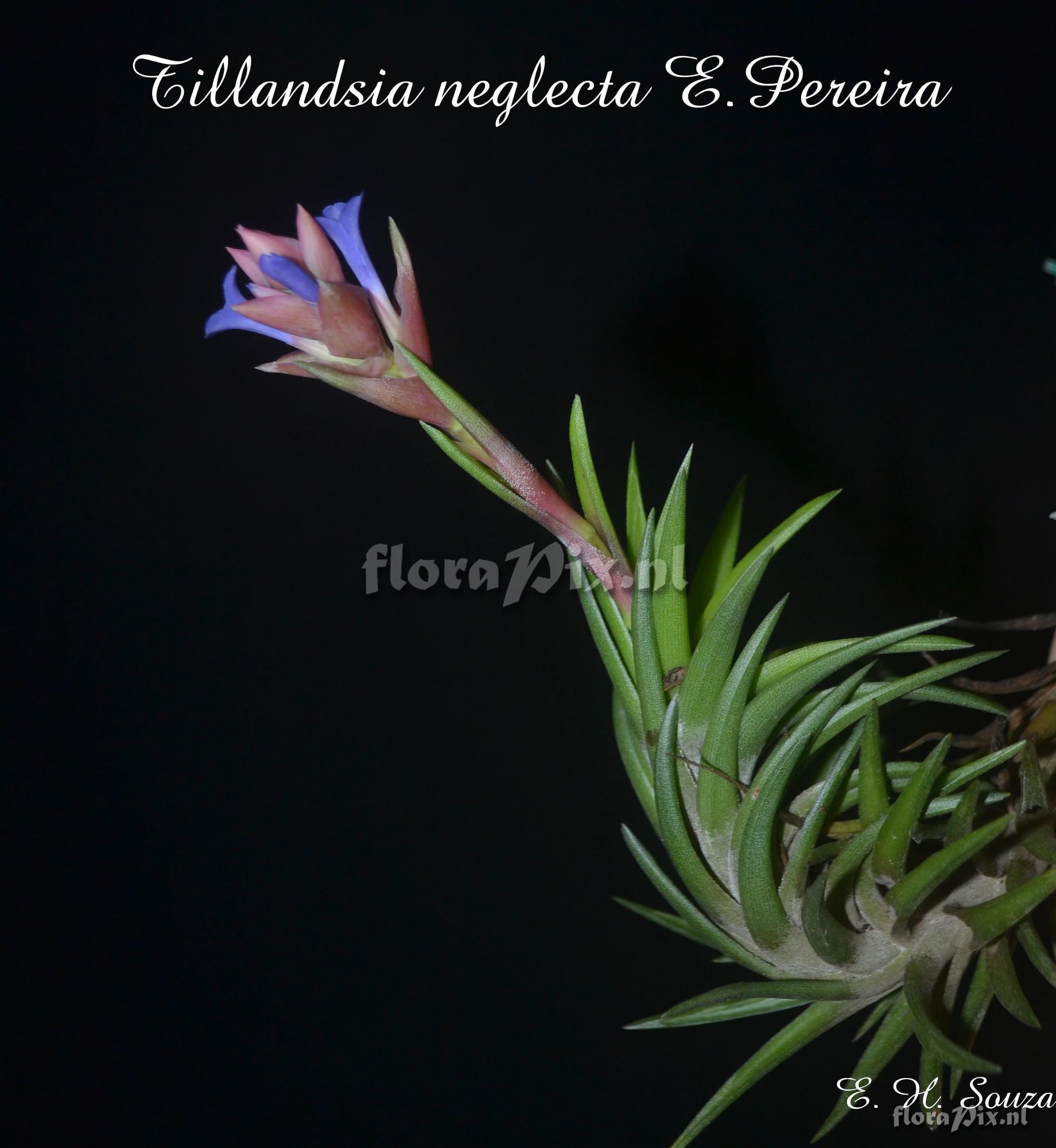 Tillandsia neglecta