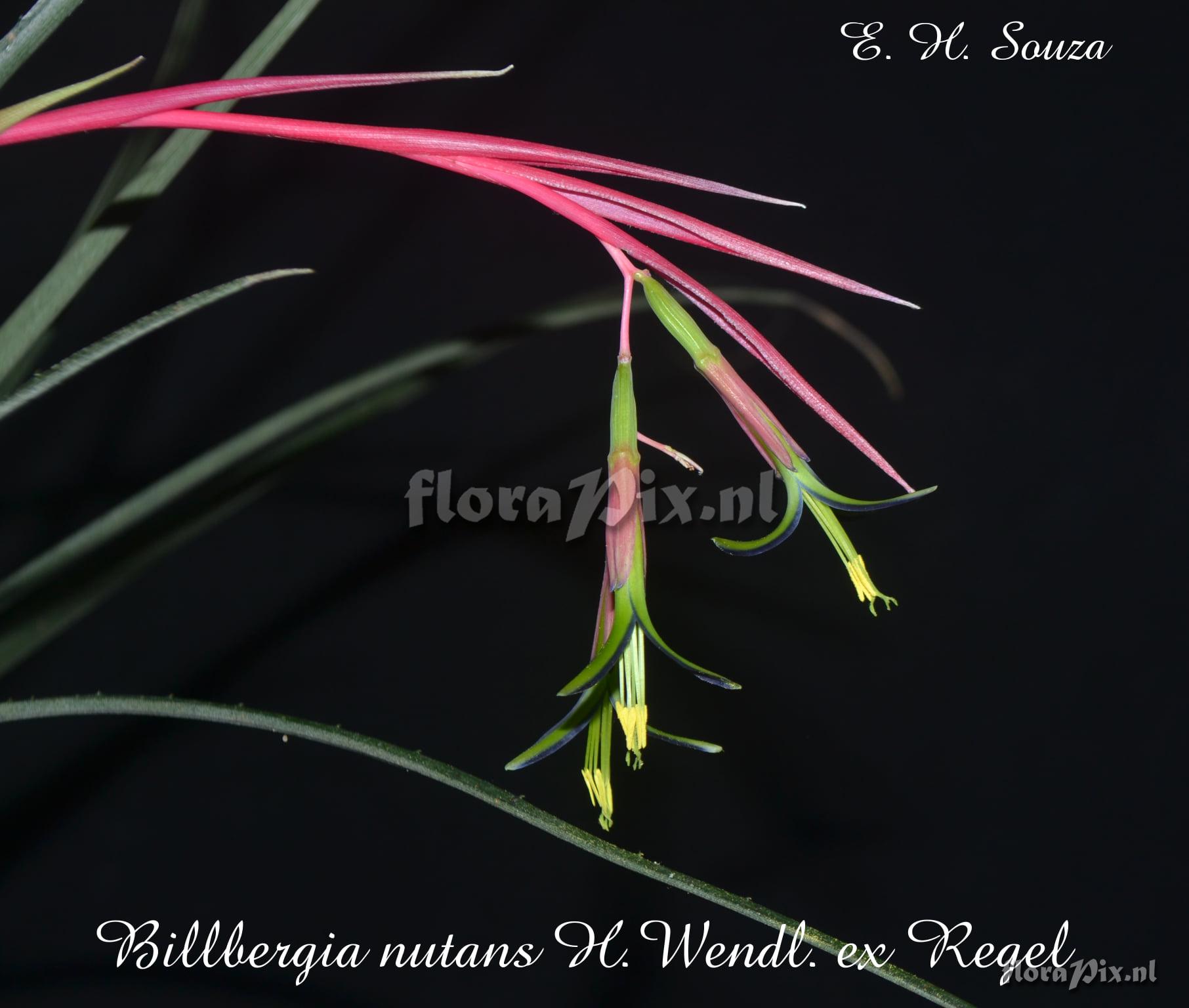 Billbergia nutans