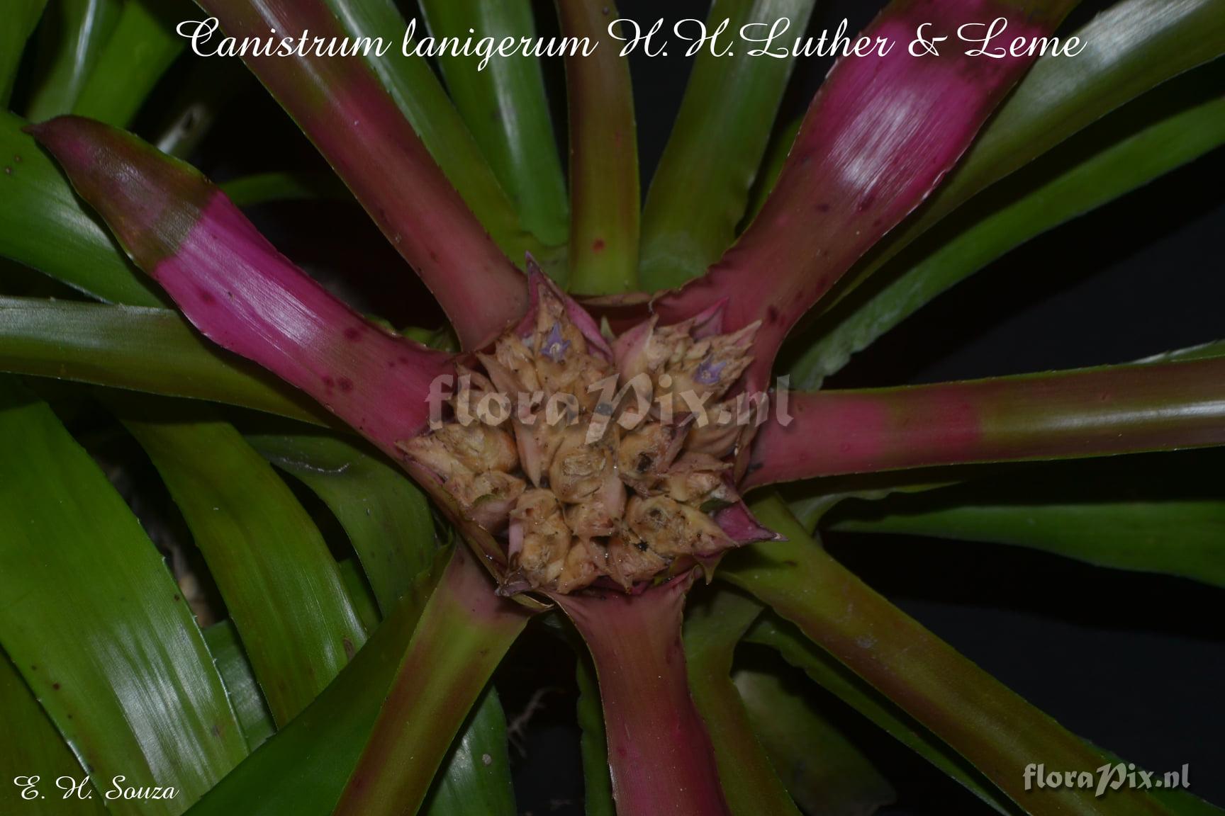 Canistrum lanigerum