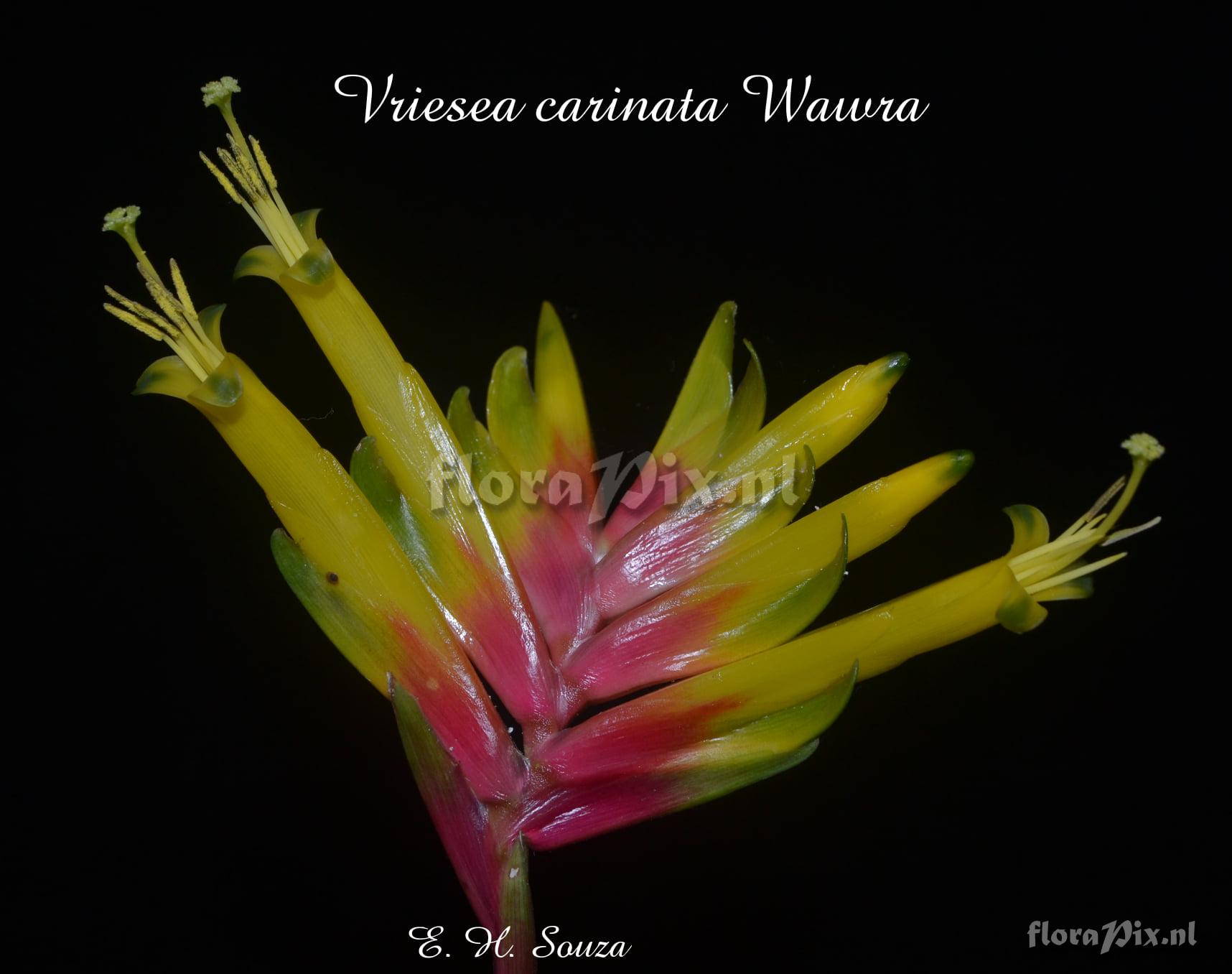 Vriesea carinata