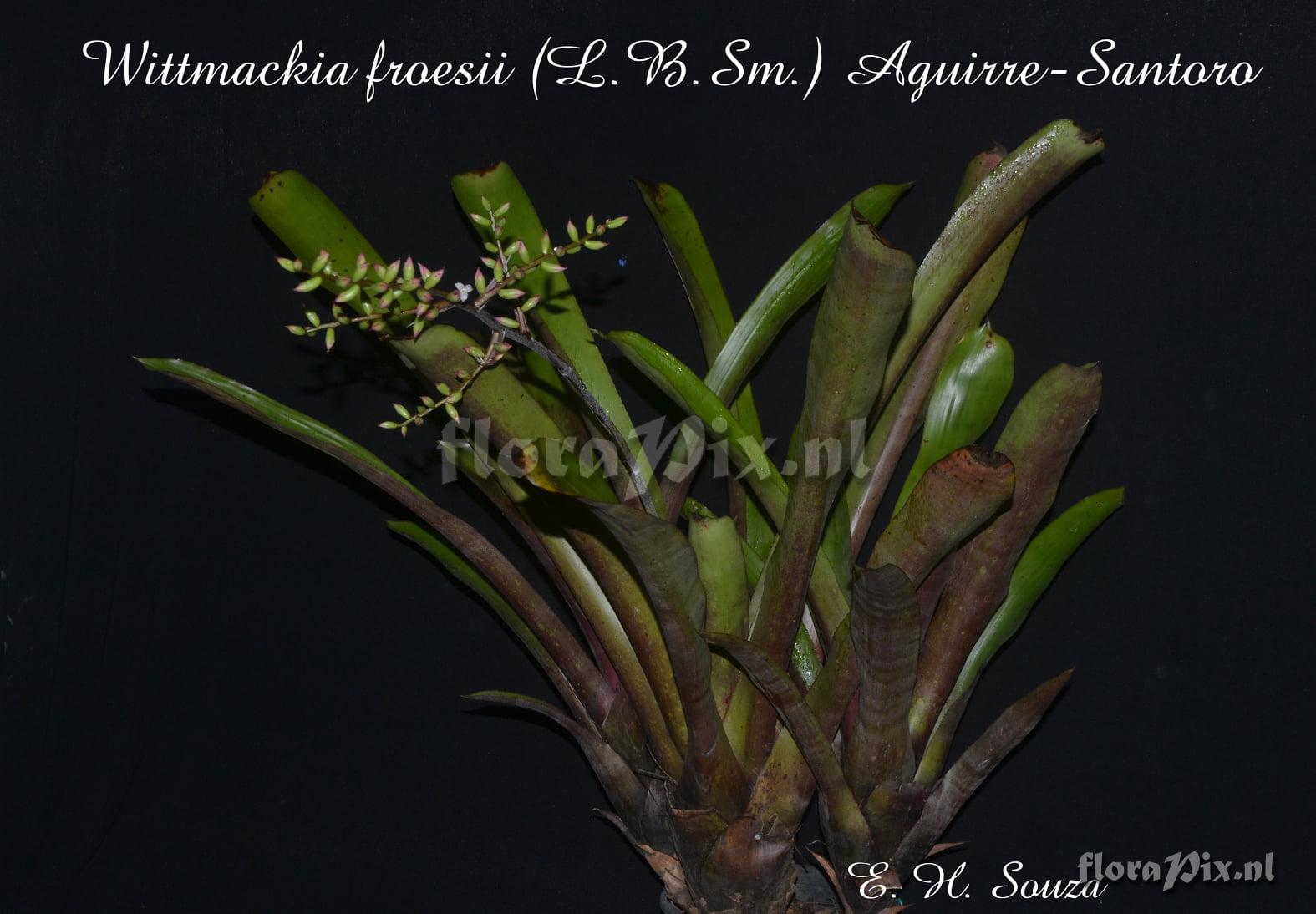 Wittmackia froesii