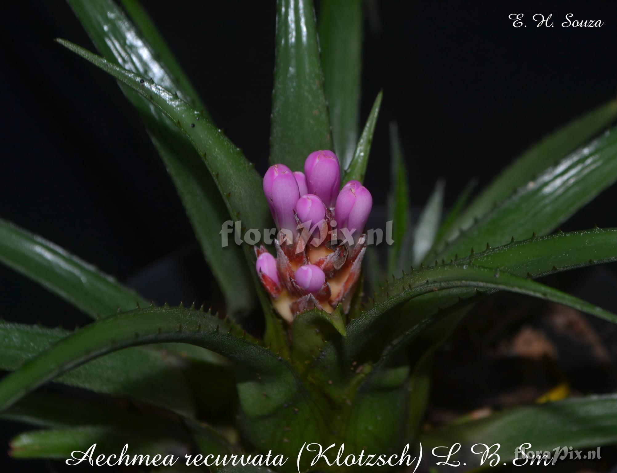 Aechmea recurvata