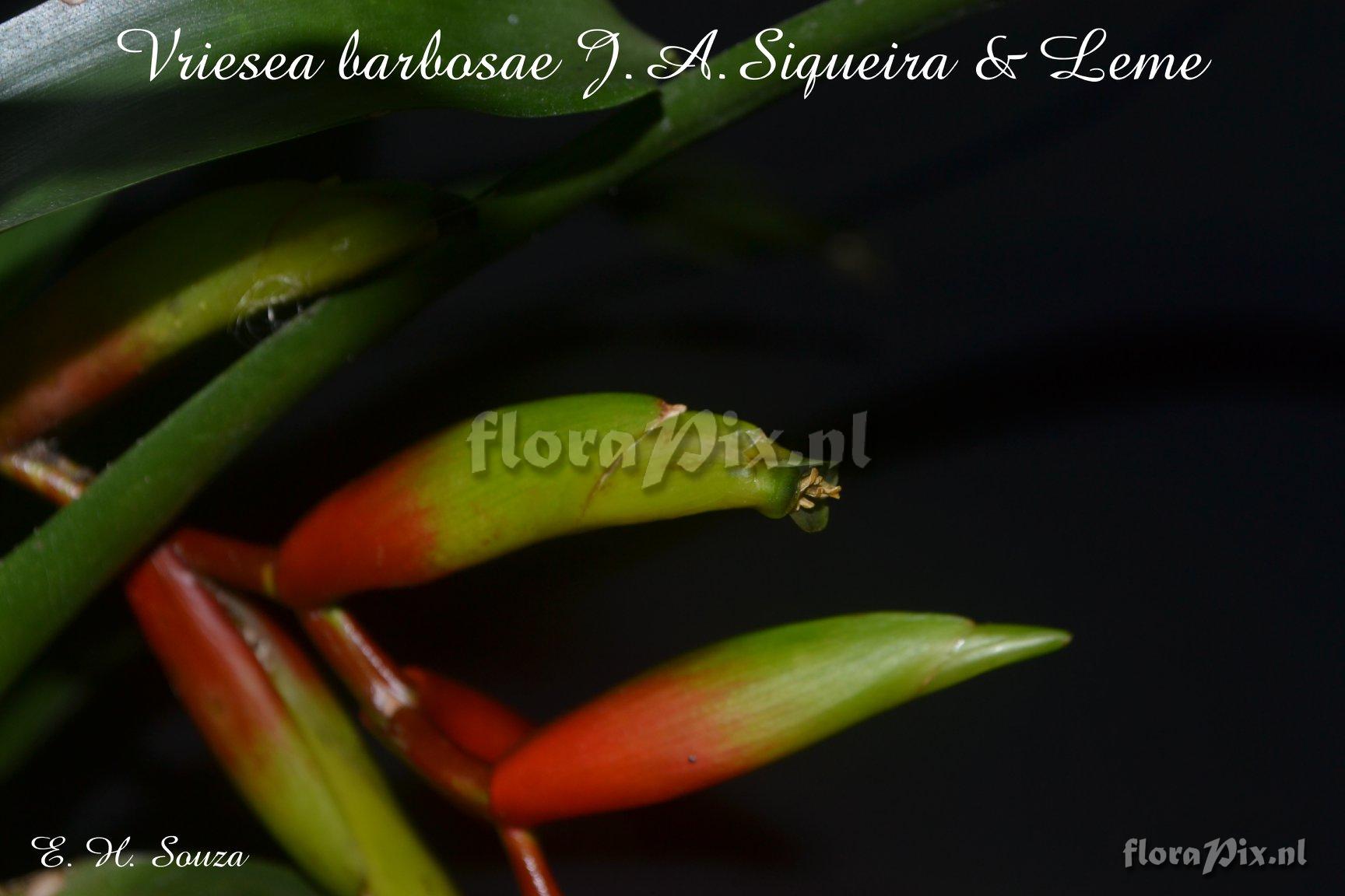 Vriesea barbosae