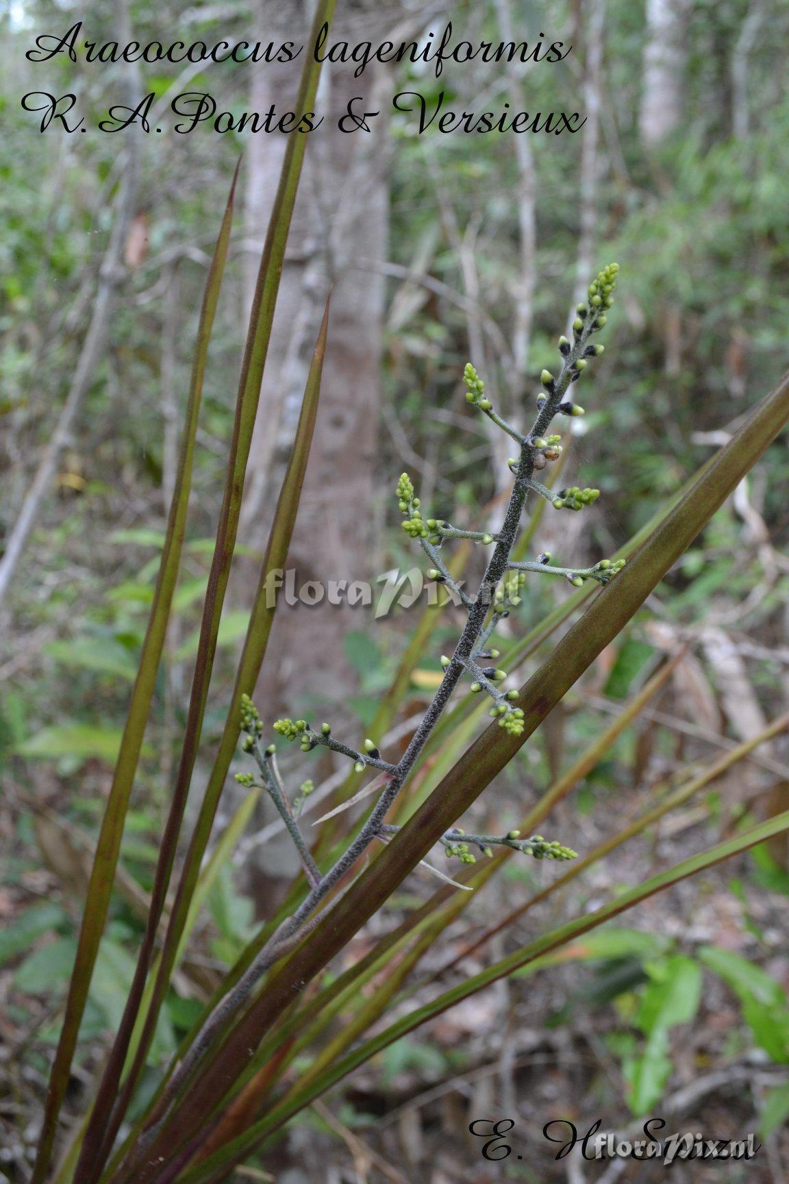 Pseudaraeococcus lageniformis