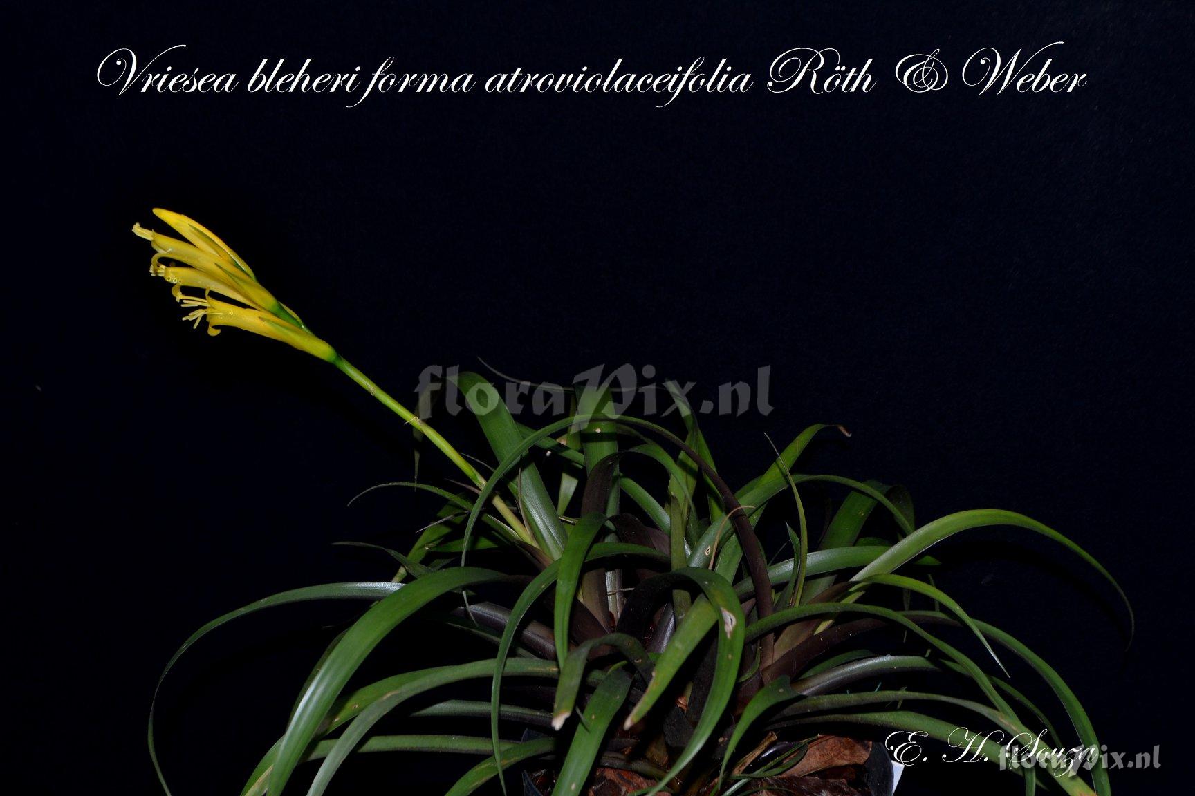 Vriesea bleheri forma atroviolaceifolia