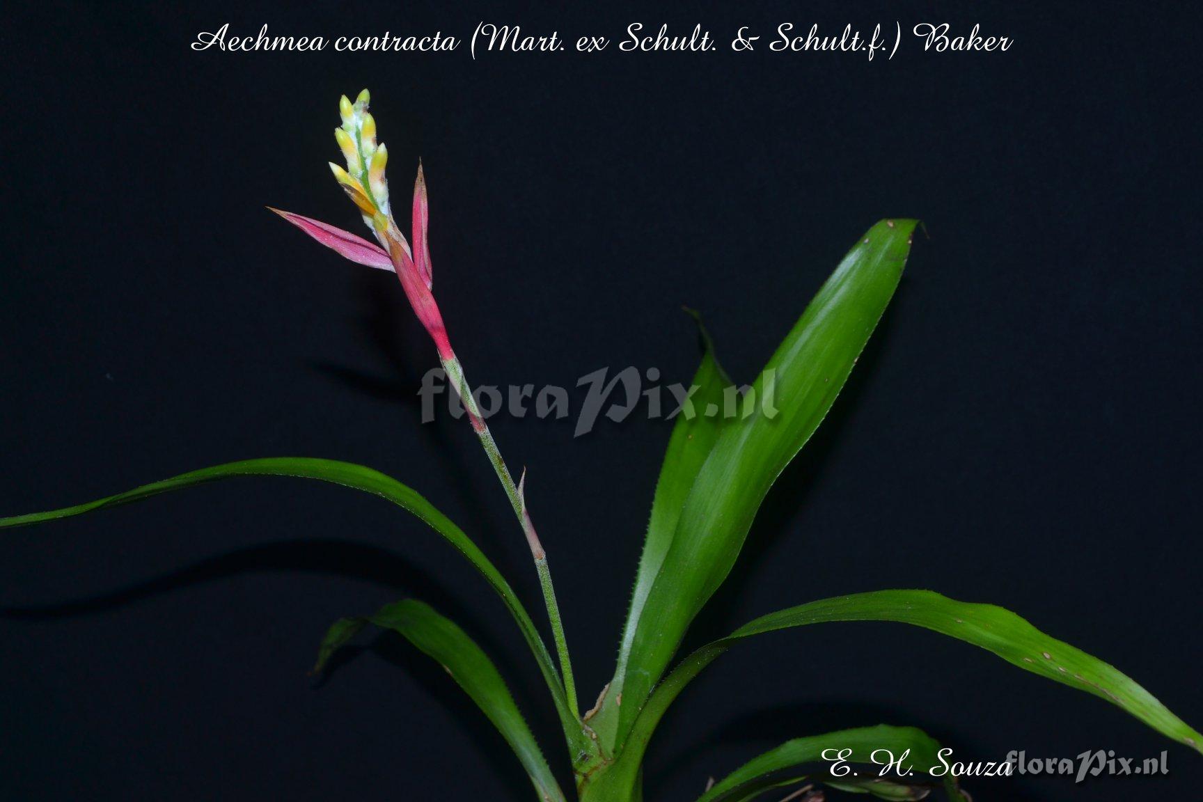 Aechmea contracta