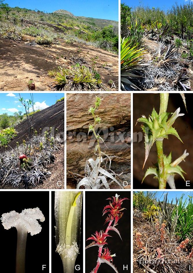 Orthophytum brejoense