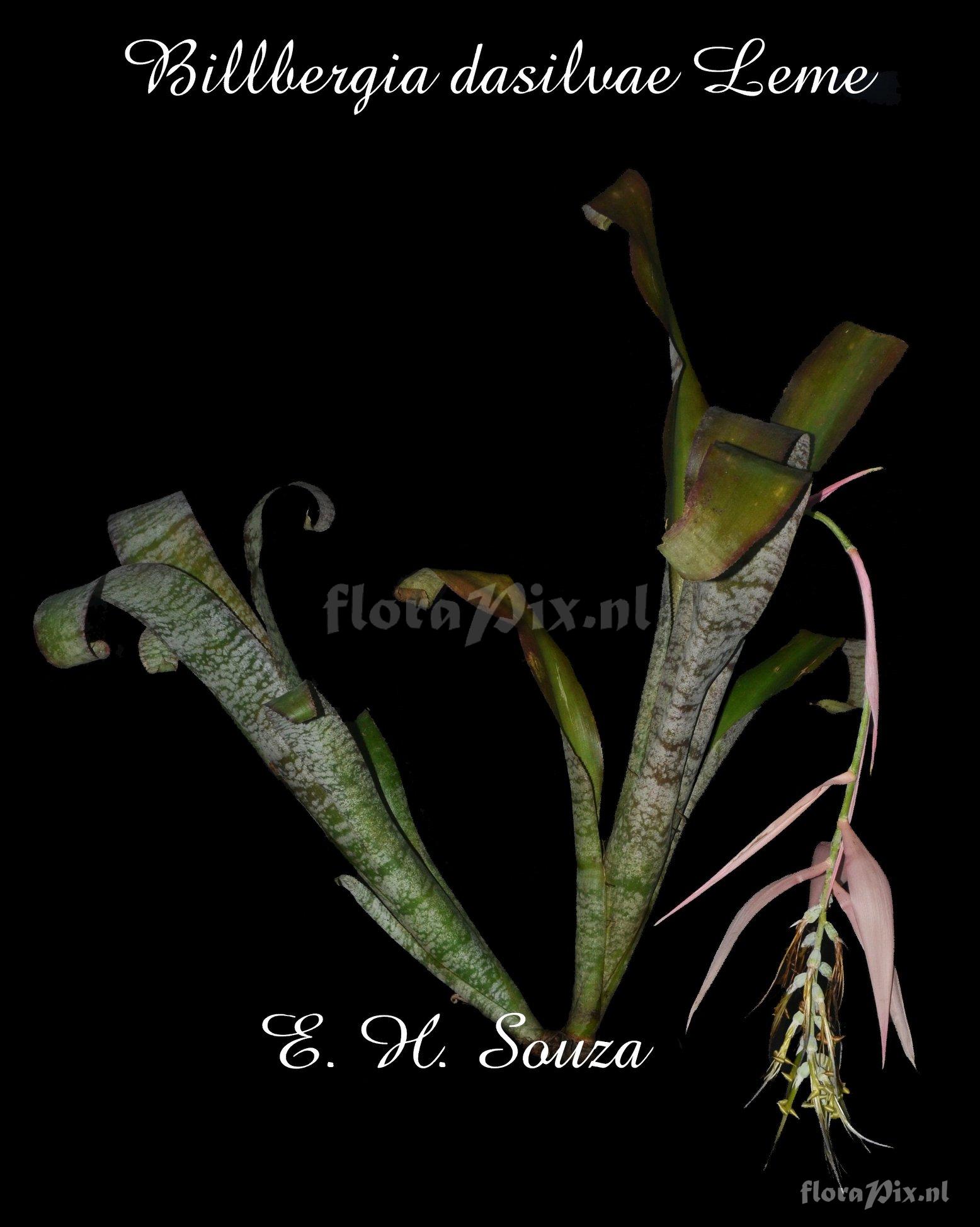 Billbergia dasilvae