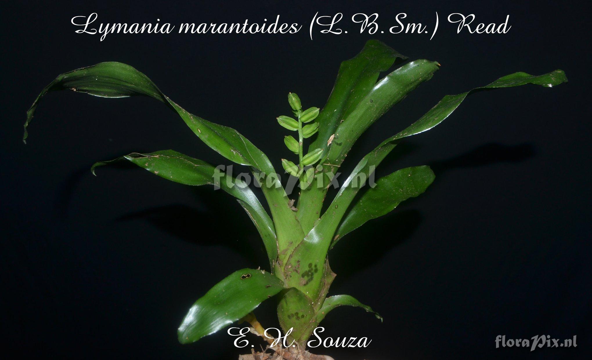 Lymania marantoides