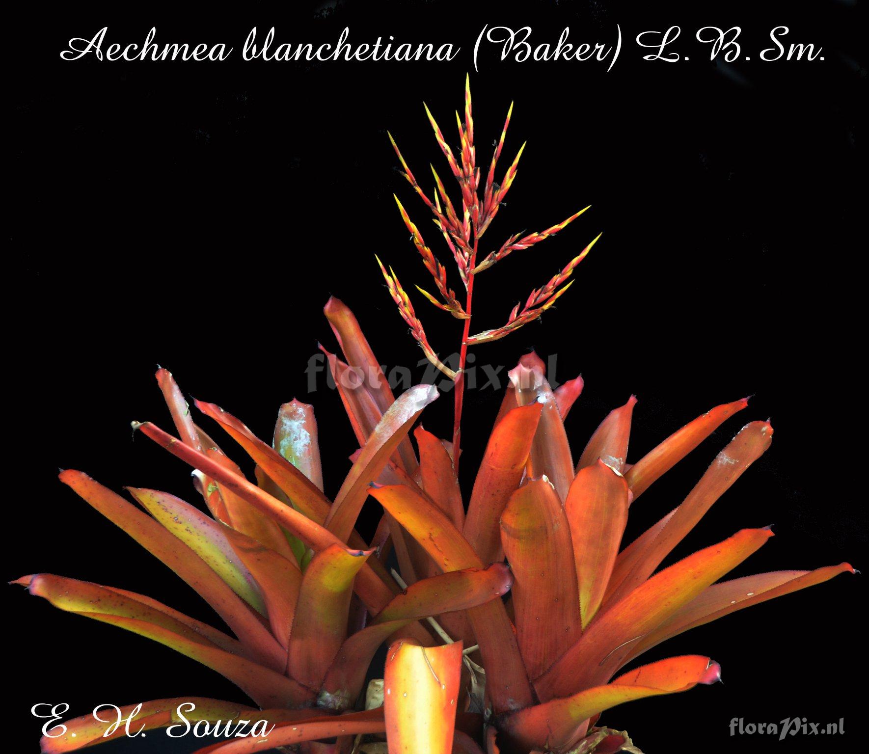 Aechmea blanchetiana