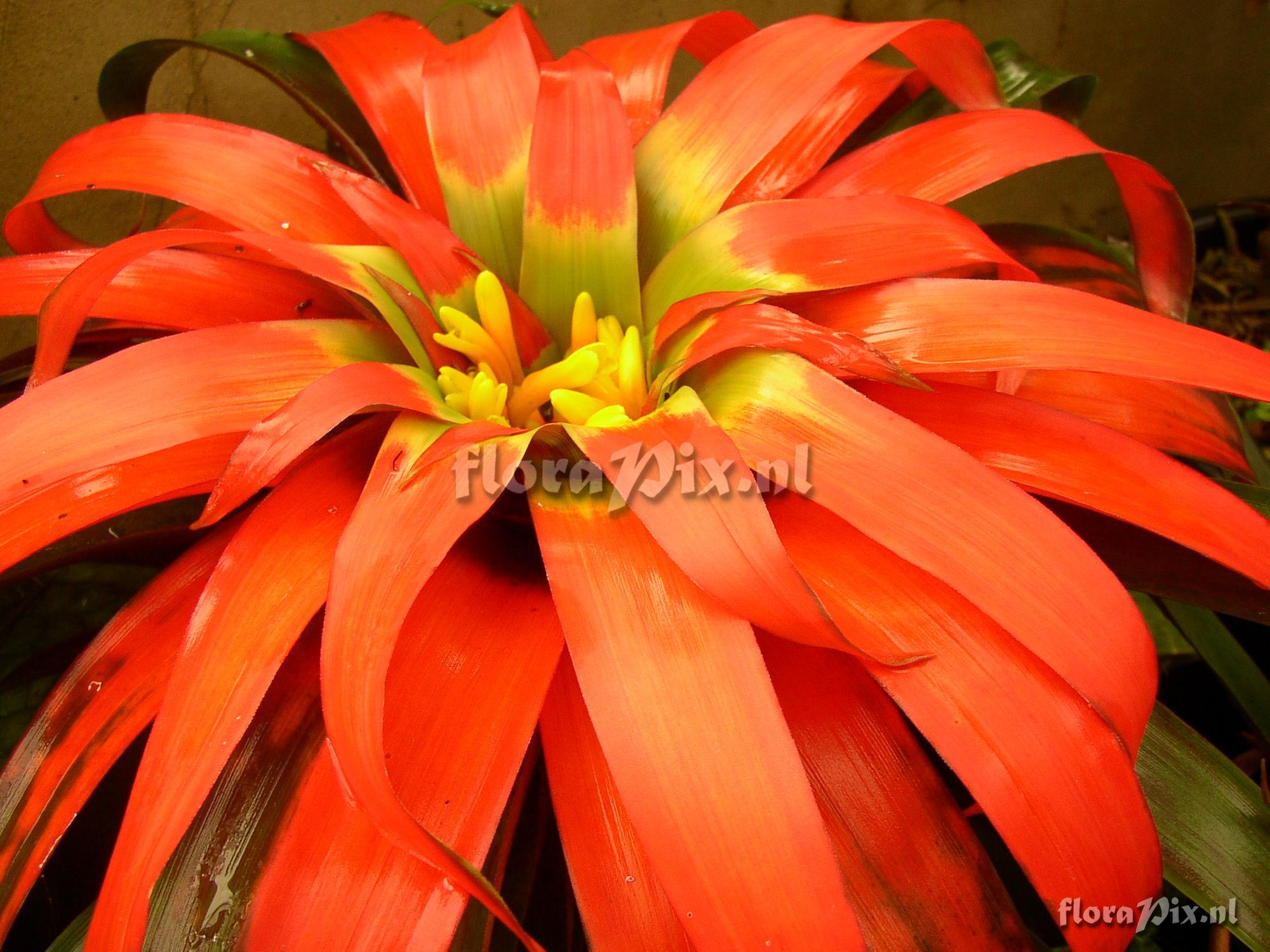 Guzmania sanguinea brevipedicellata