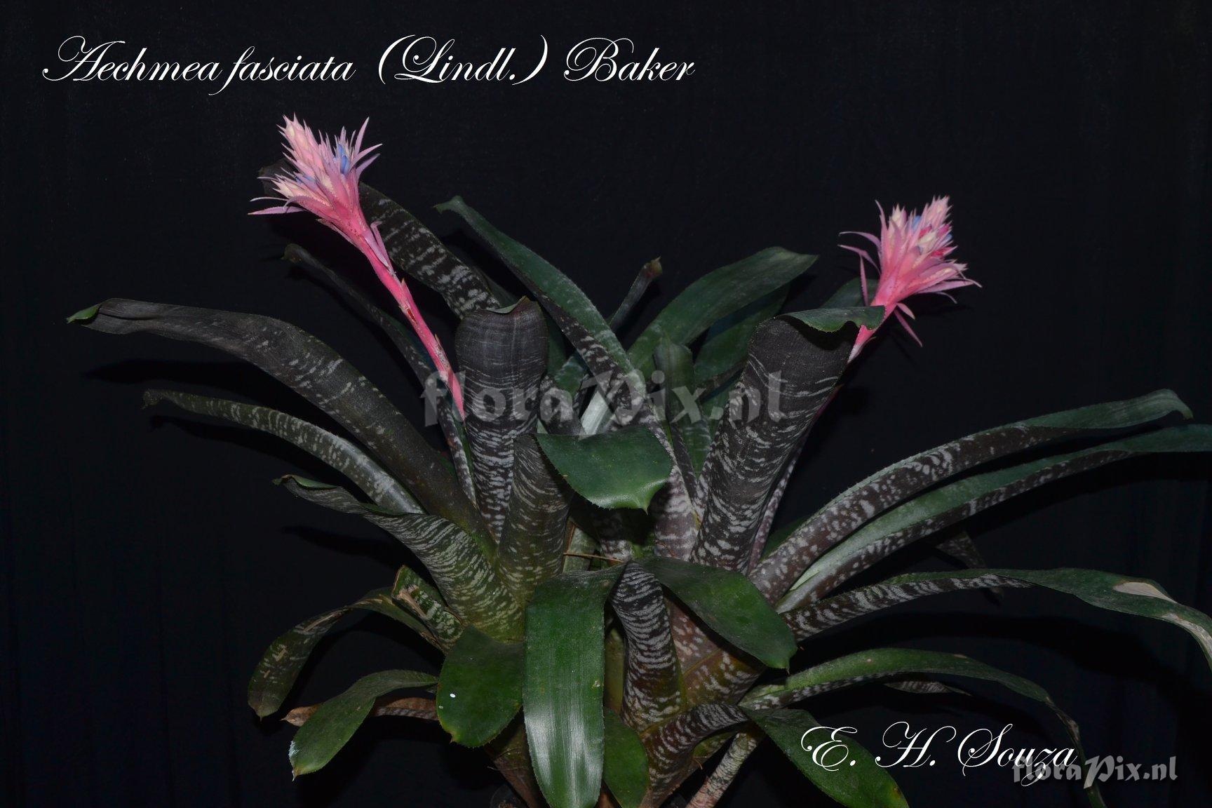 Aechmea fasciata var. purpurea