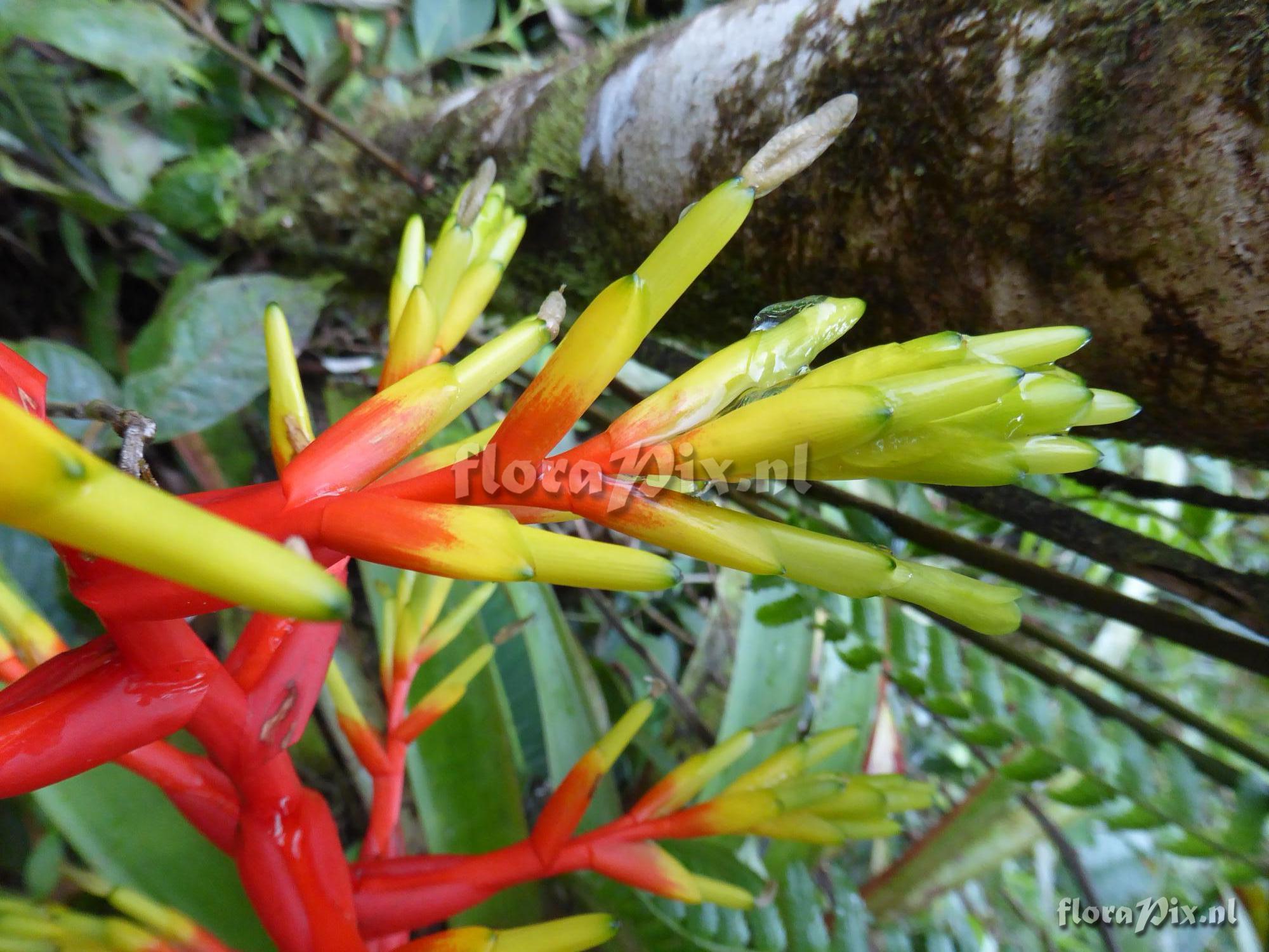 Guzmania scherzeriana