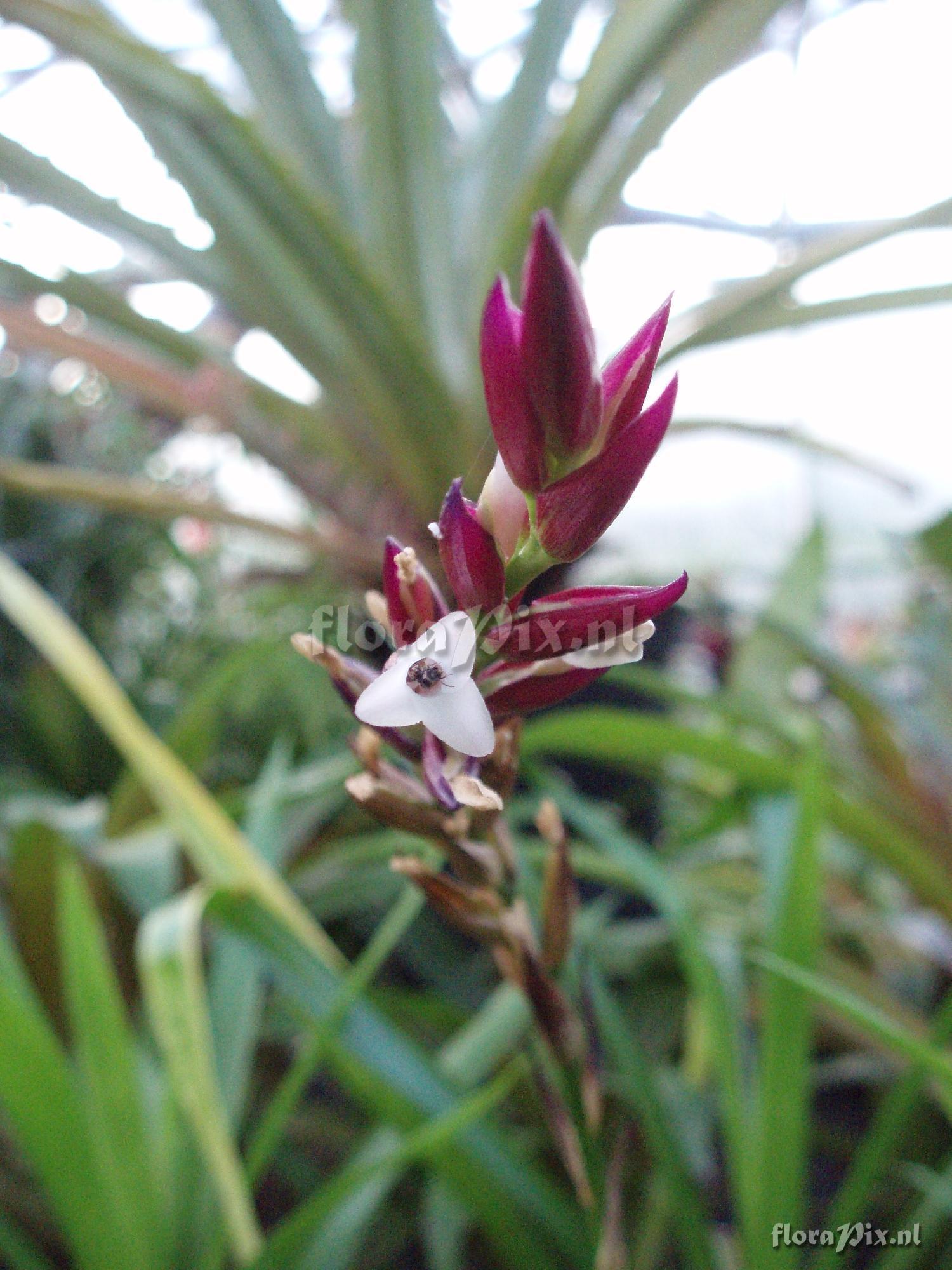 Guzmania barbiei