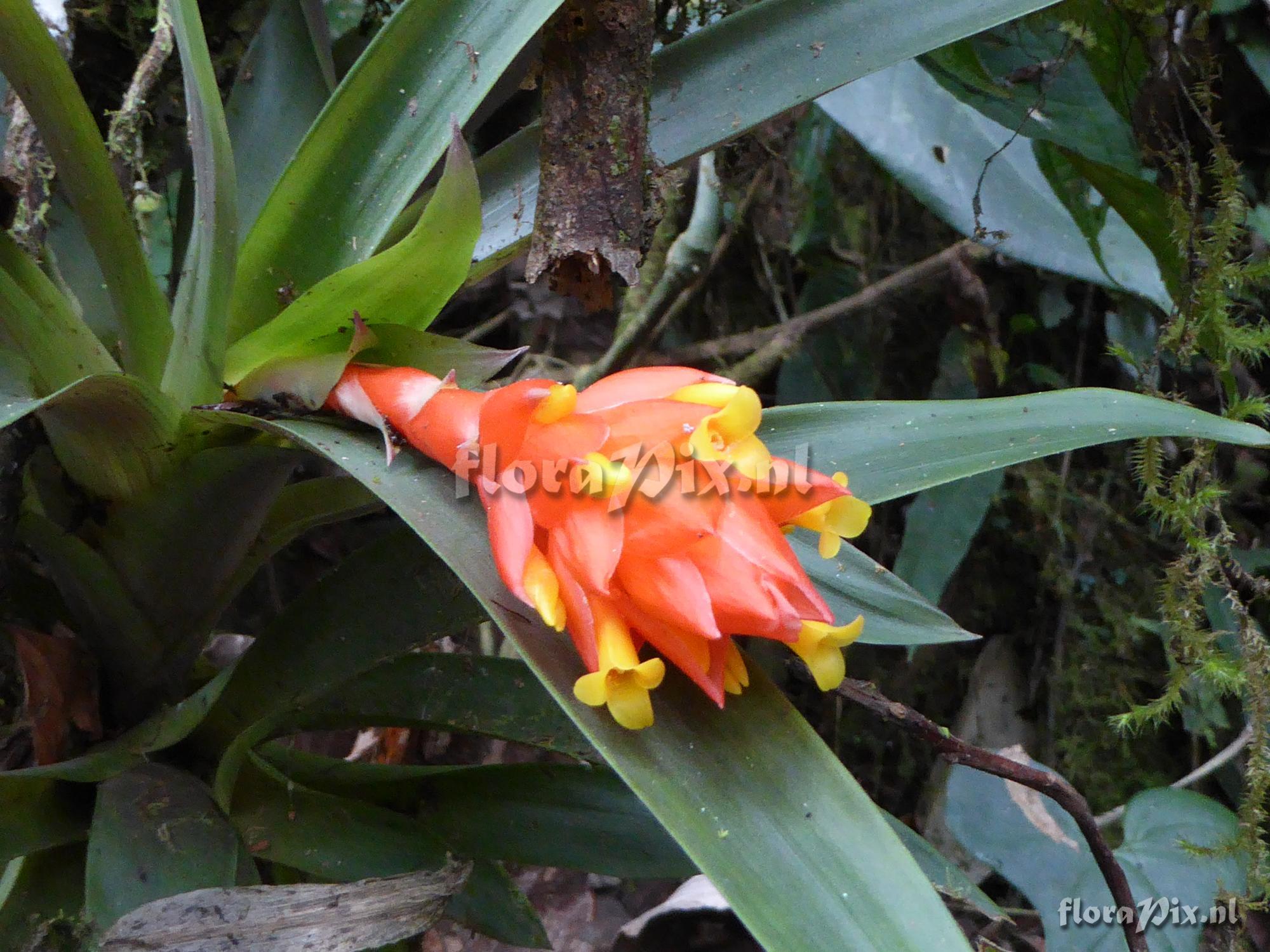 Guzmania jaramilloi