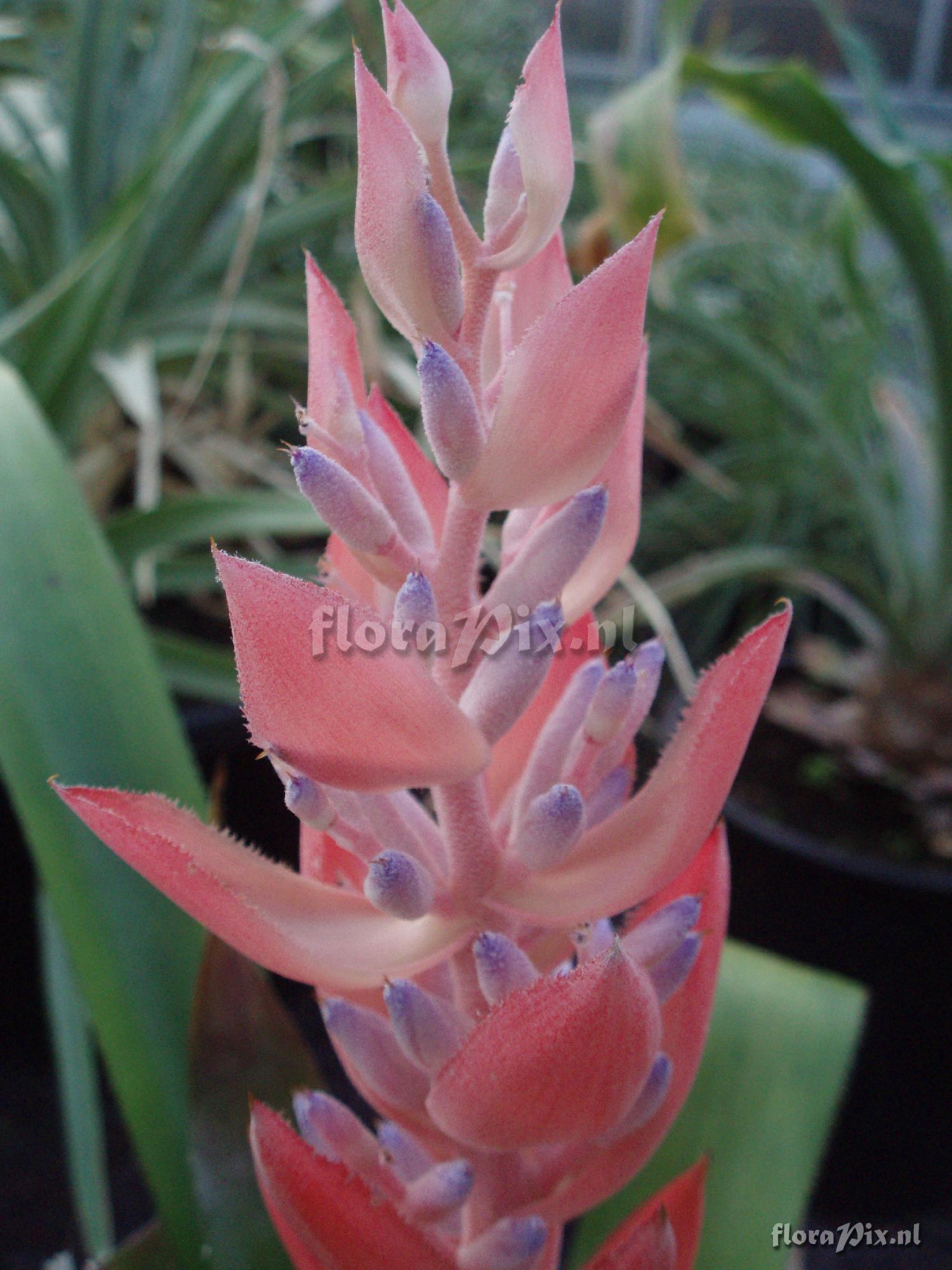 Aechmea vallerandii  