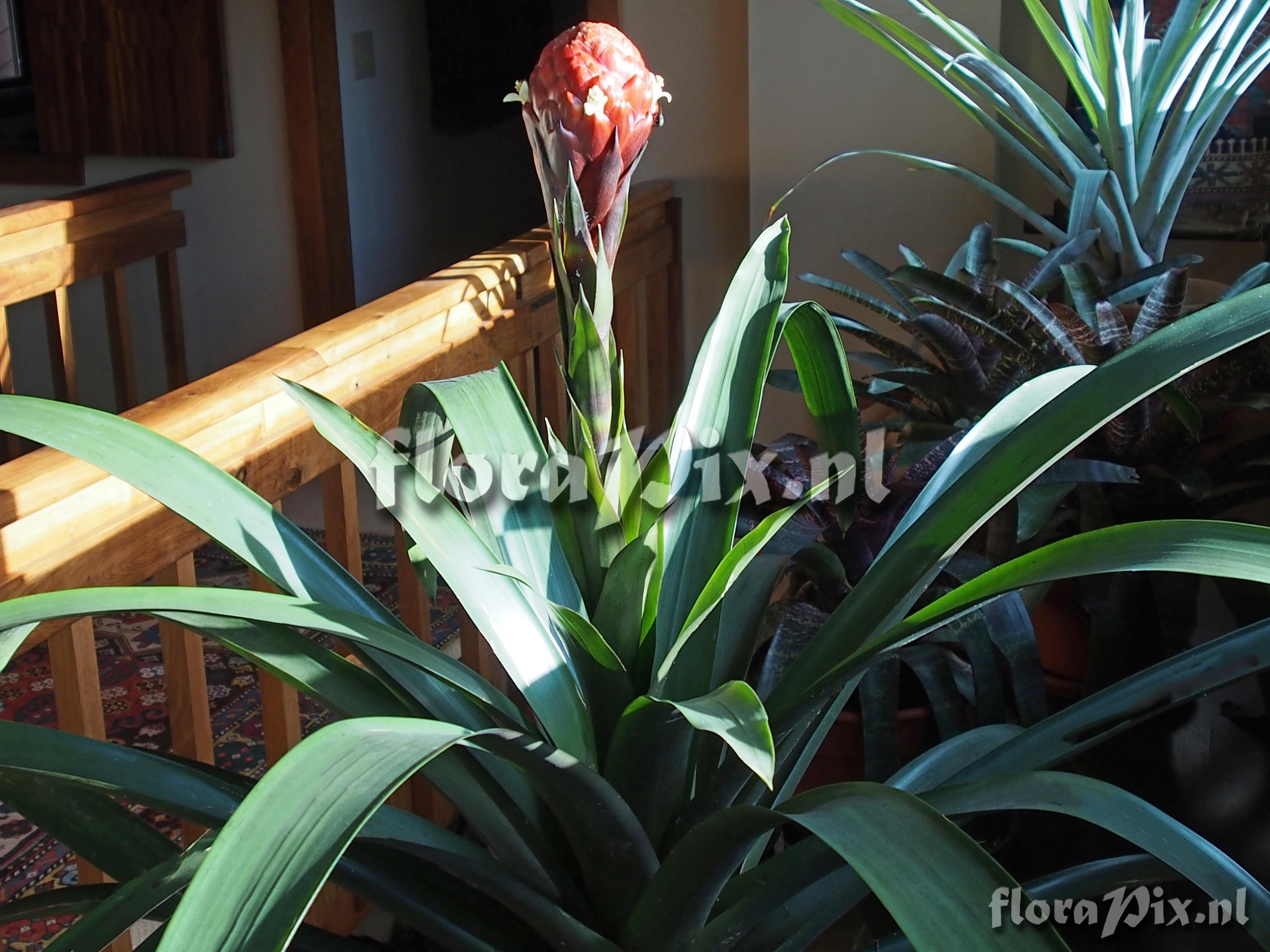 Guzmania claviformis