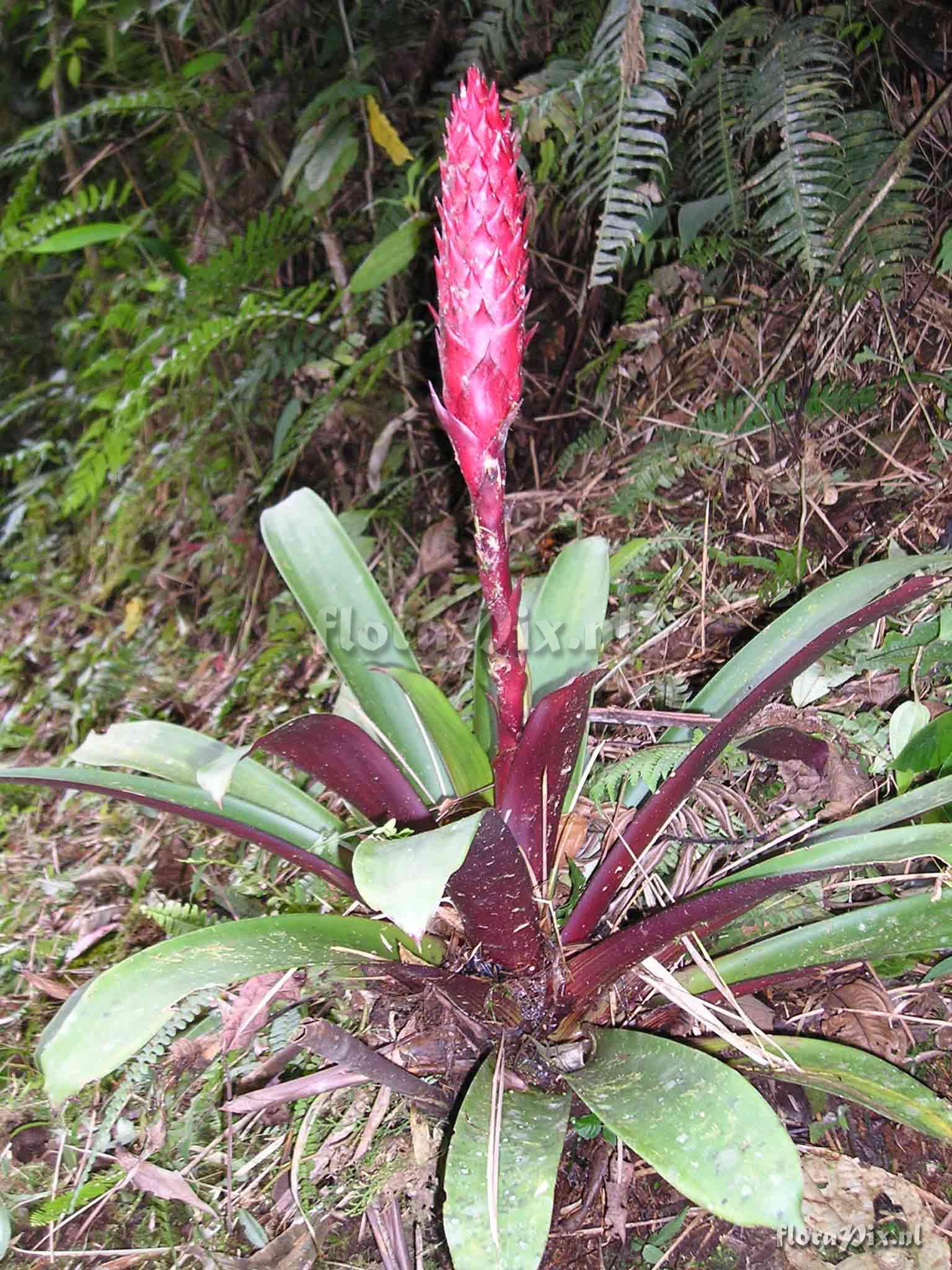 Guzmania vinacea