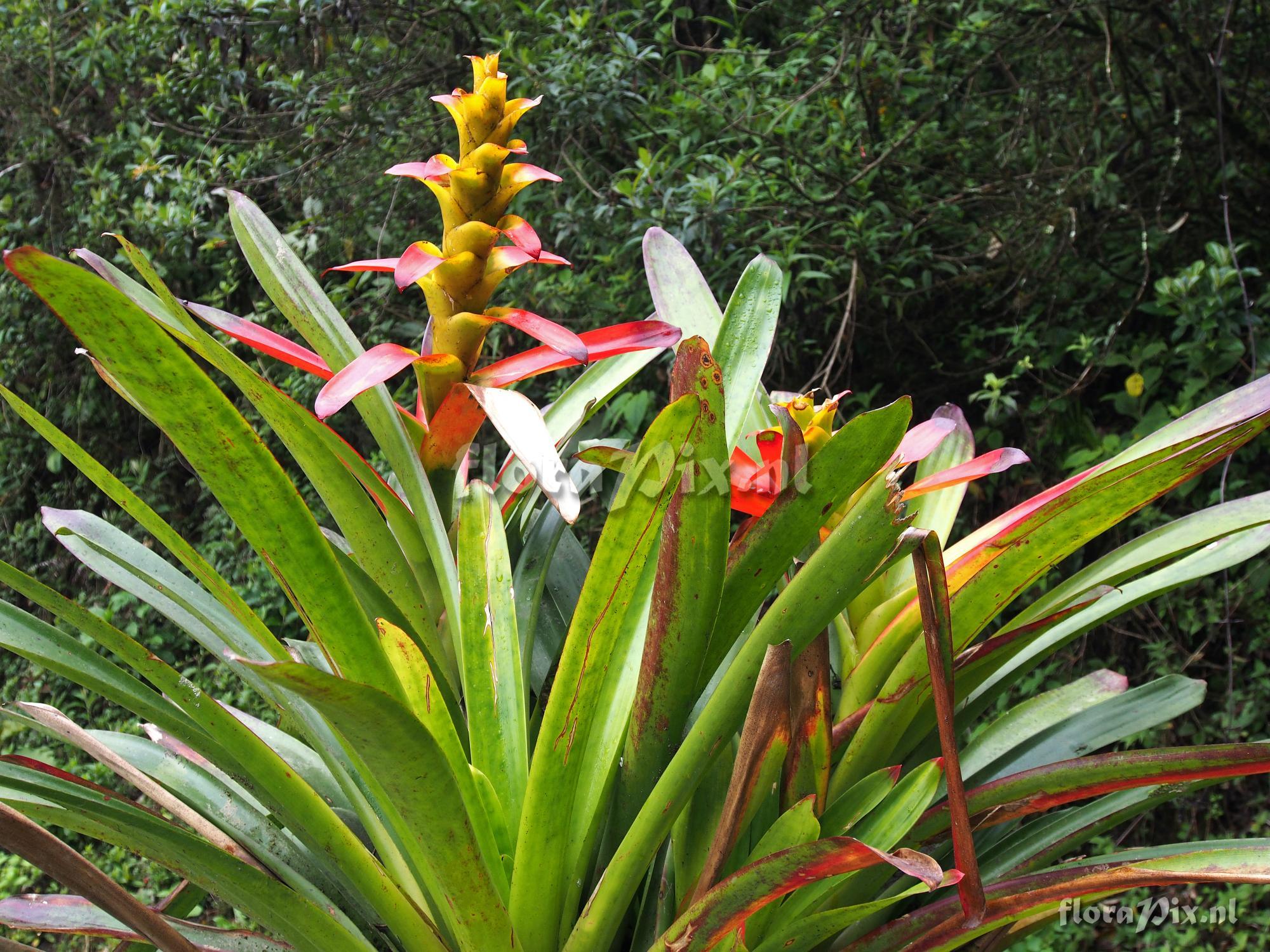 Guzmania gloriosa