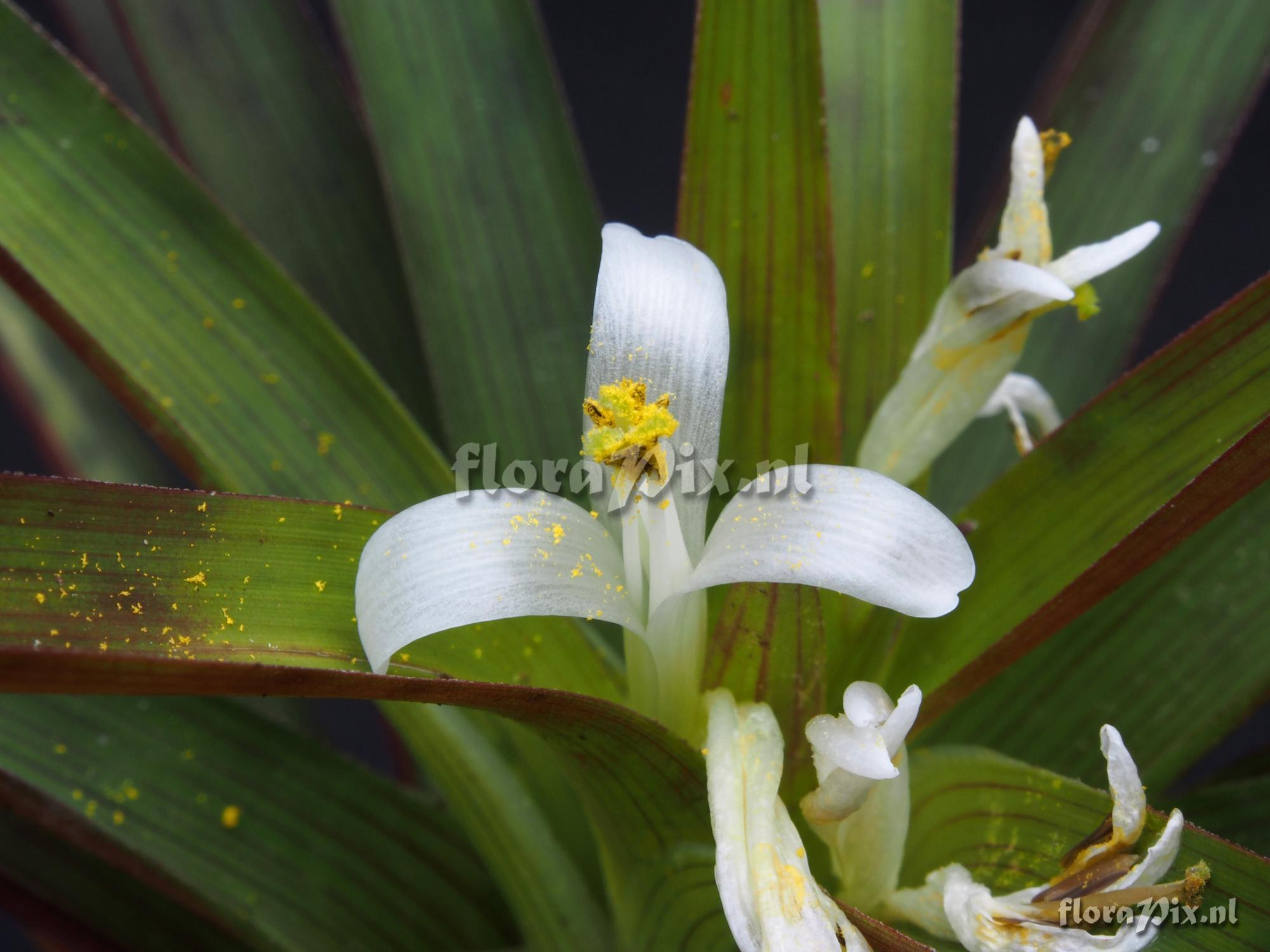 Guzmania inexpectata