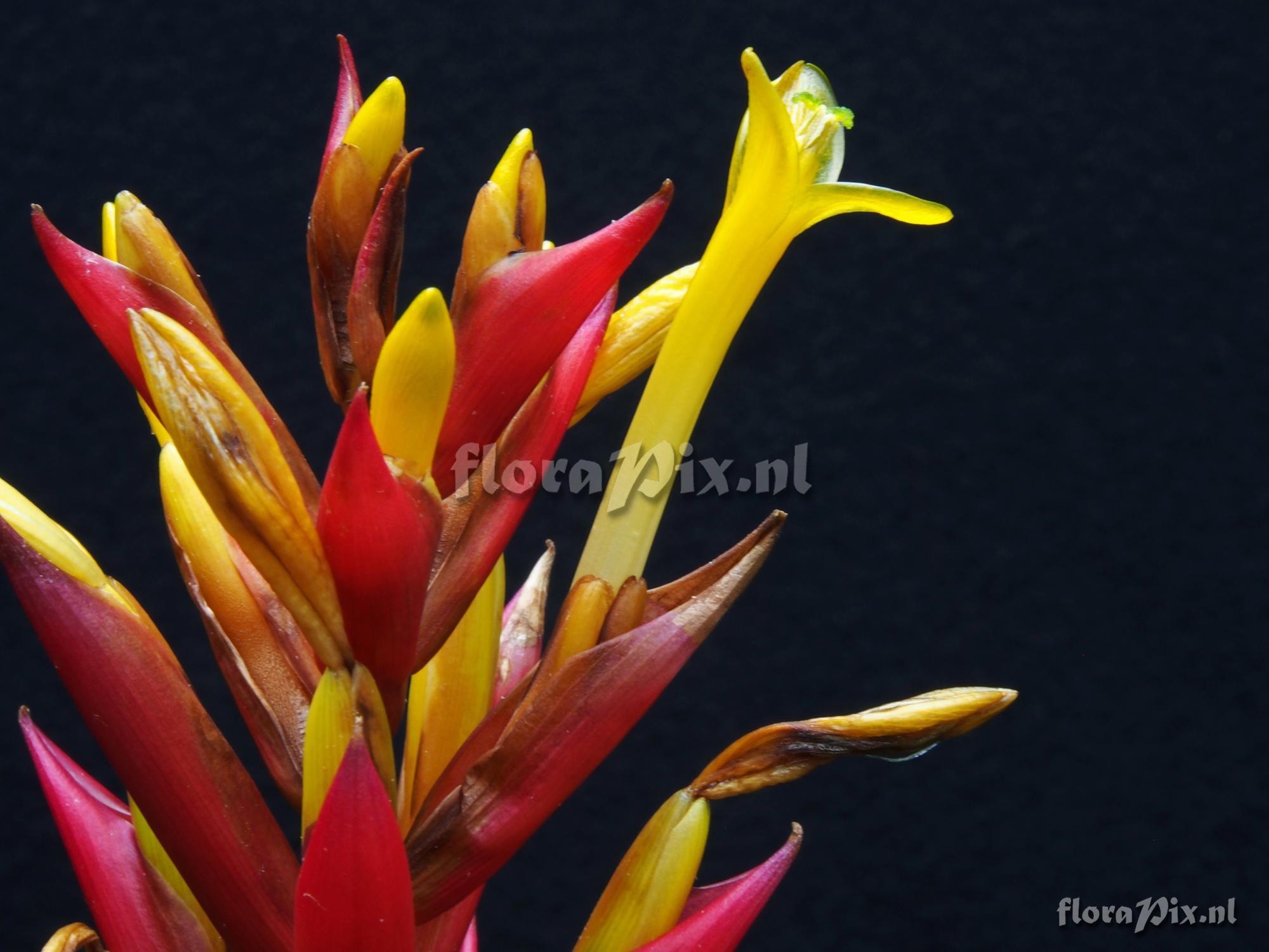 Guzmania kennedyae