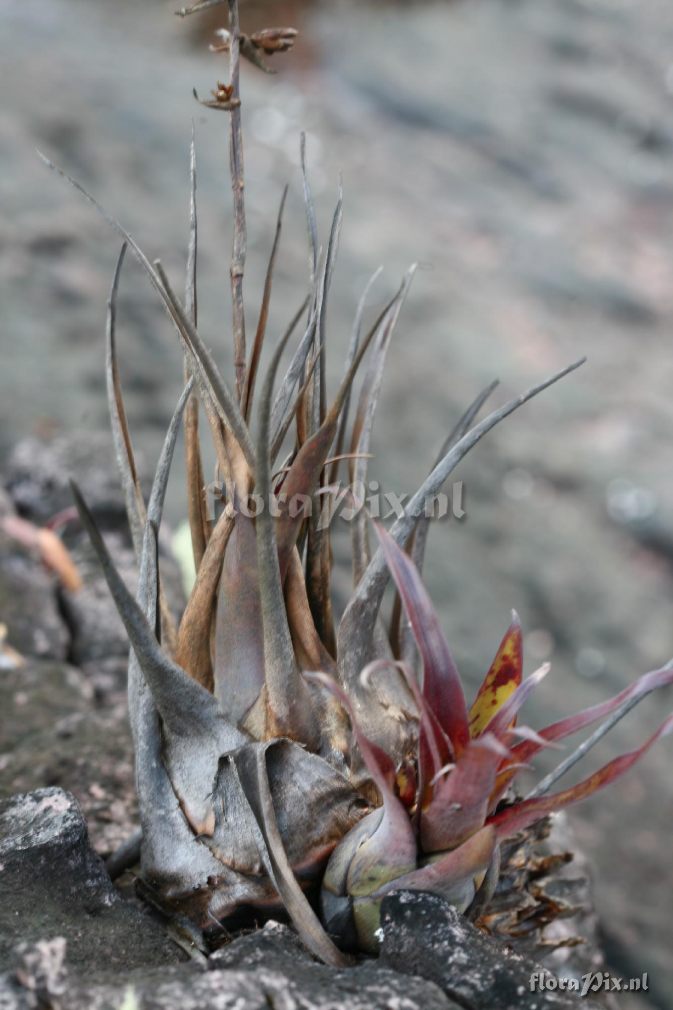 Tillandsia turneri