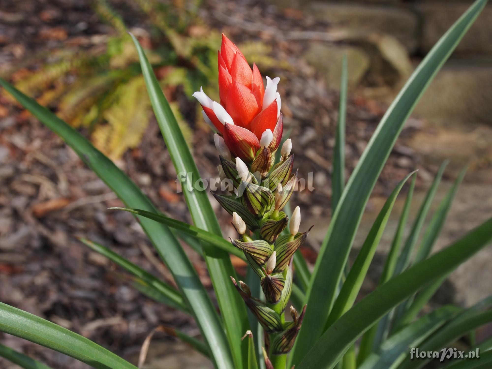 Guzmania monostachia