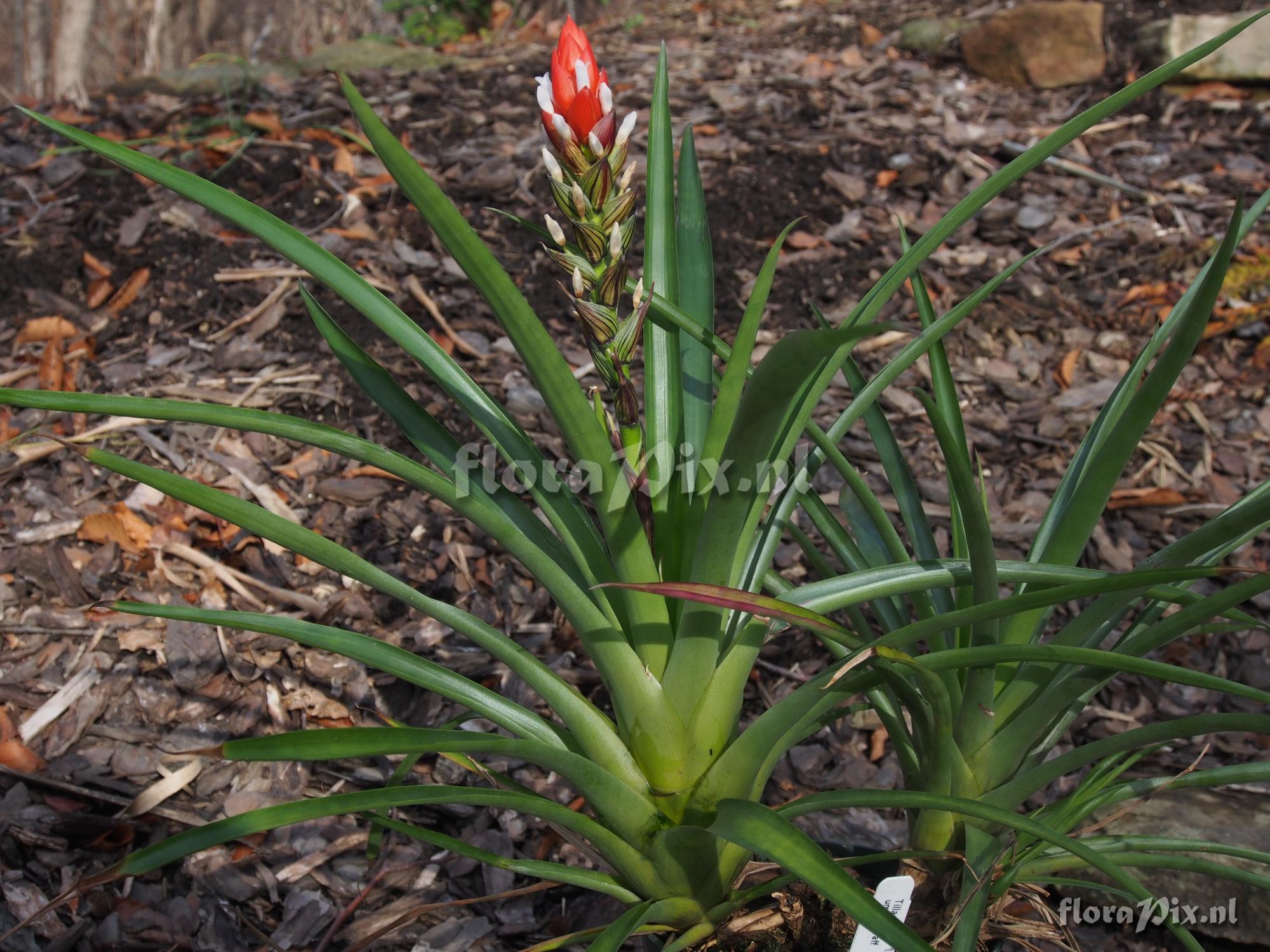 Guzmania monostachia