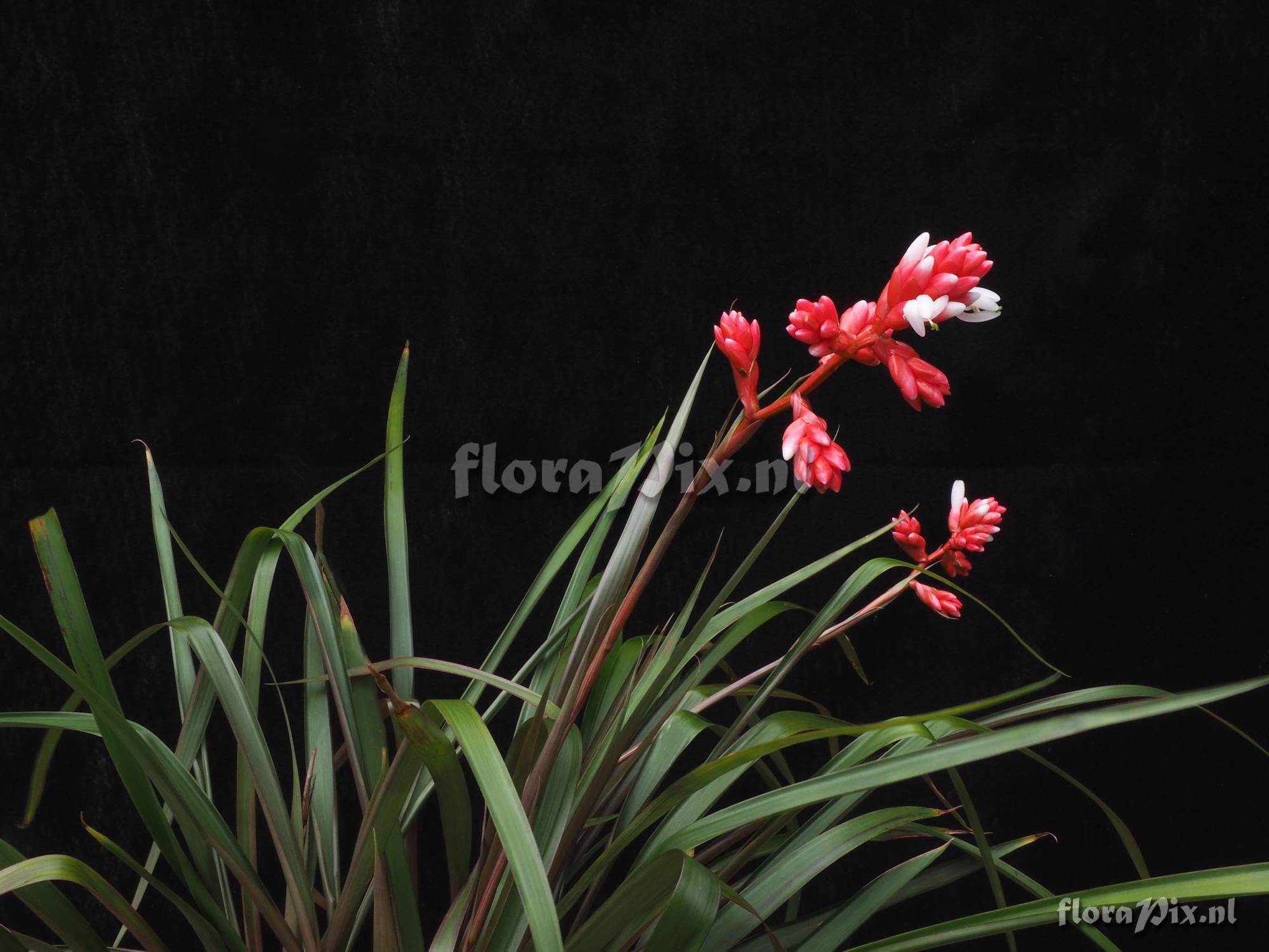 Guzmania nangaritzae