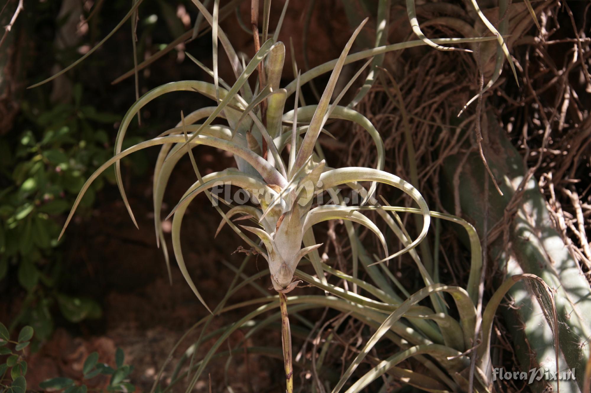 Tillandsia flexuosa