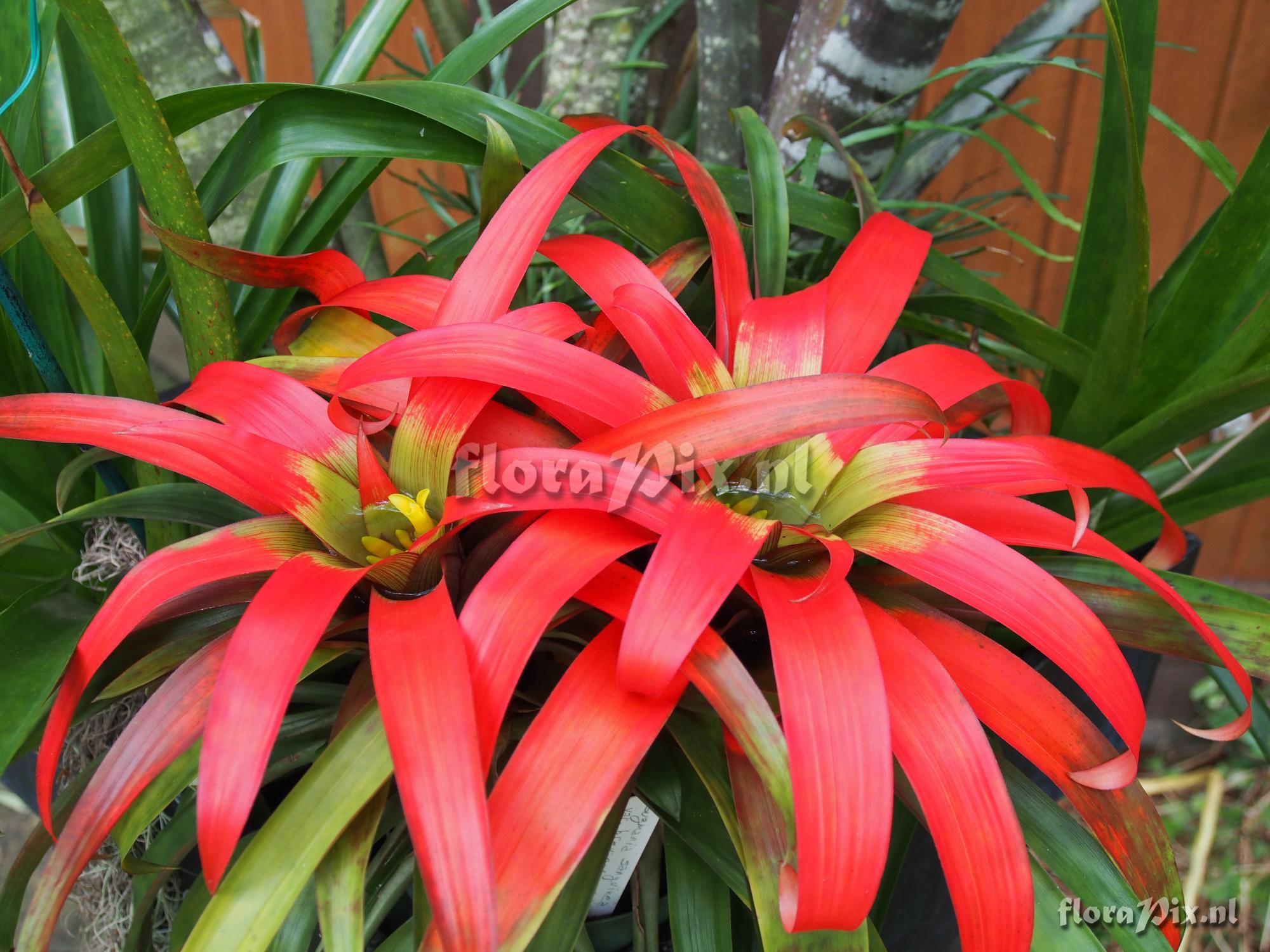 Guzmania sanguinea var. brevipedicellata