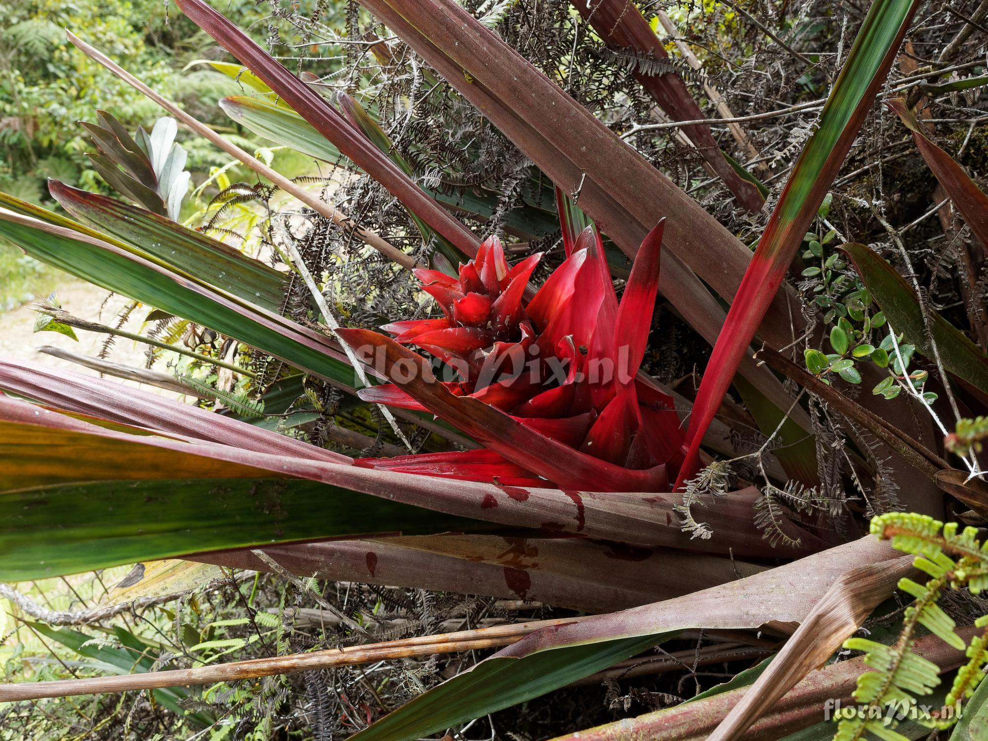 Guzmania squarrosa