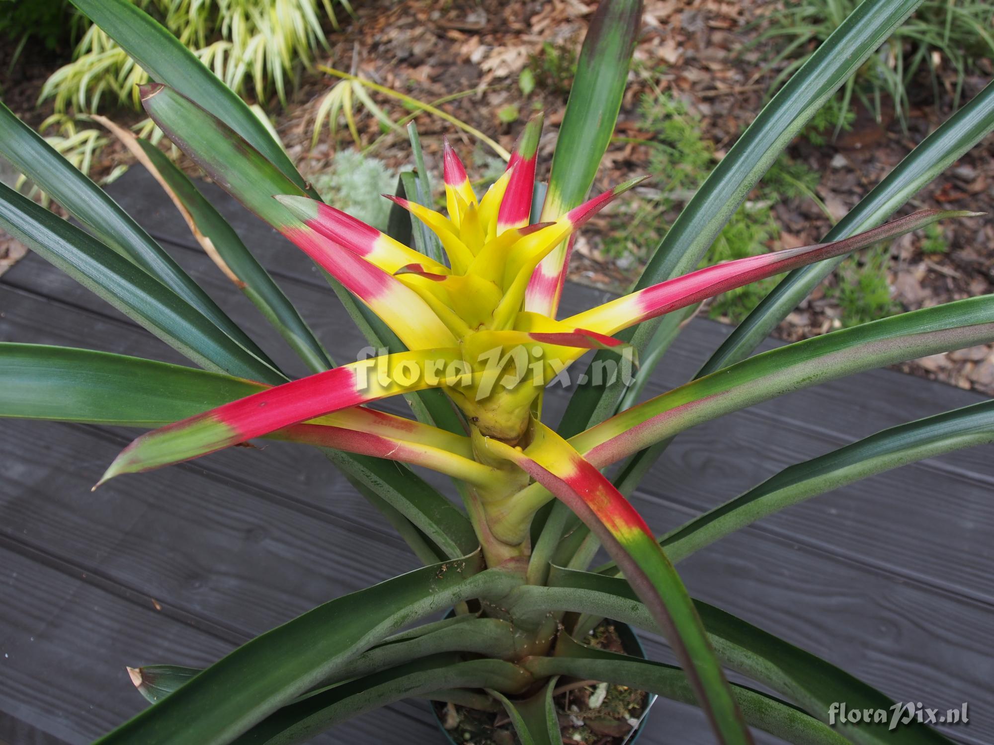 Guzmania squarrosa