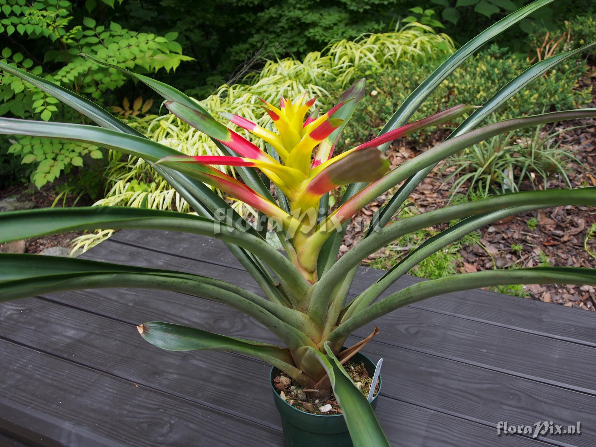 Guzmania squarrosa