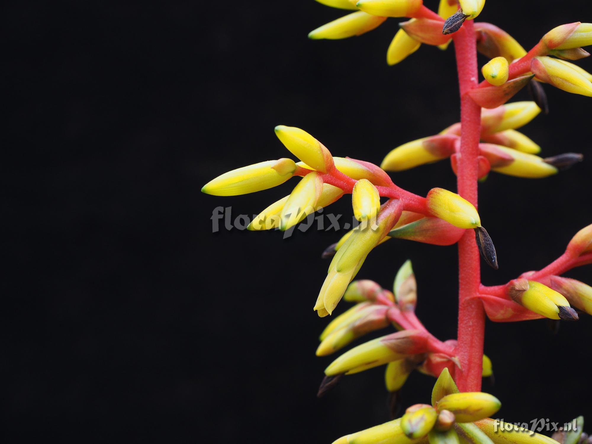 Guzmania testudinis