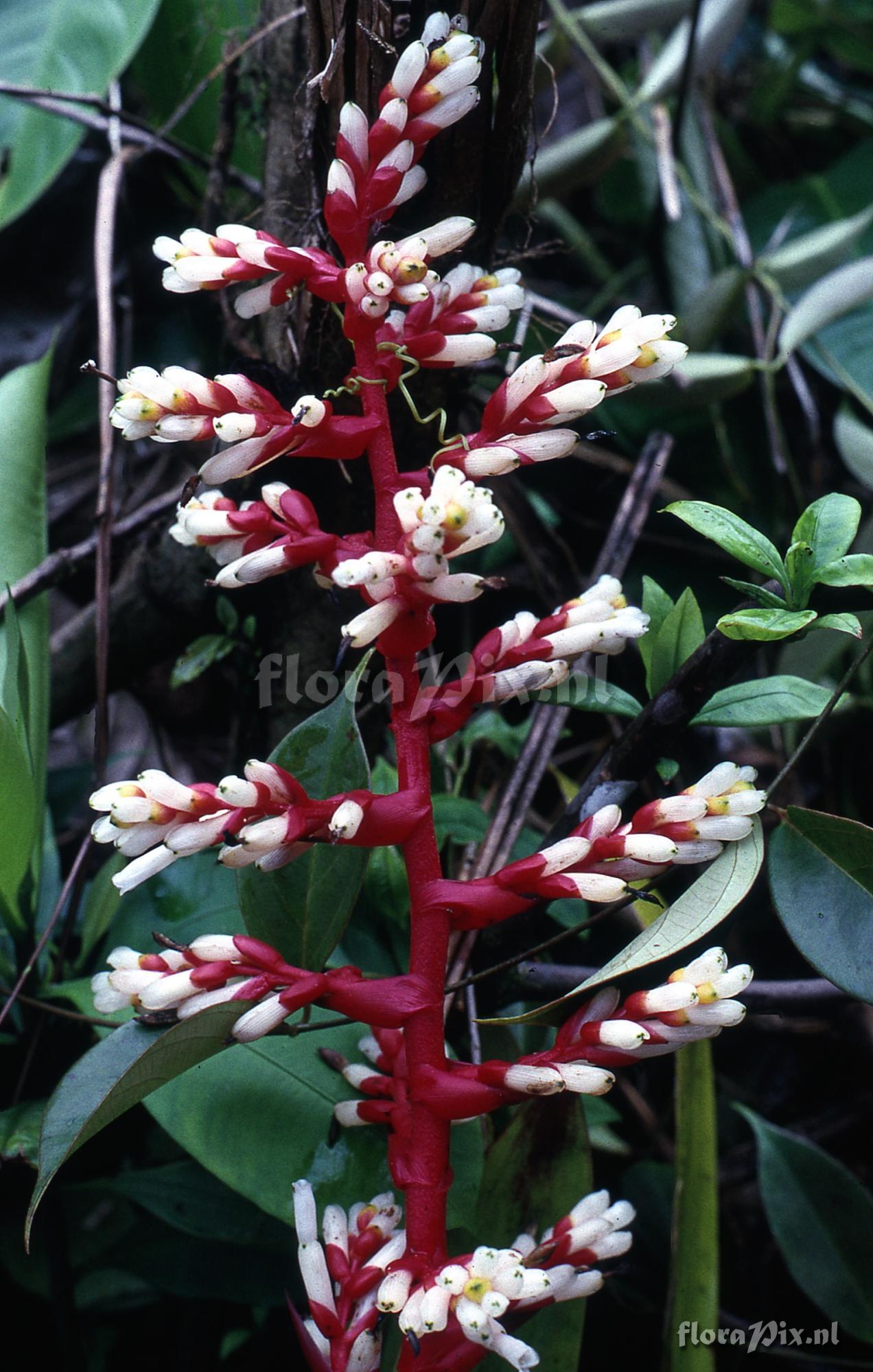 Guzmania testudinis var. splendida