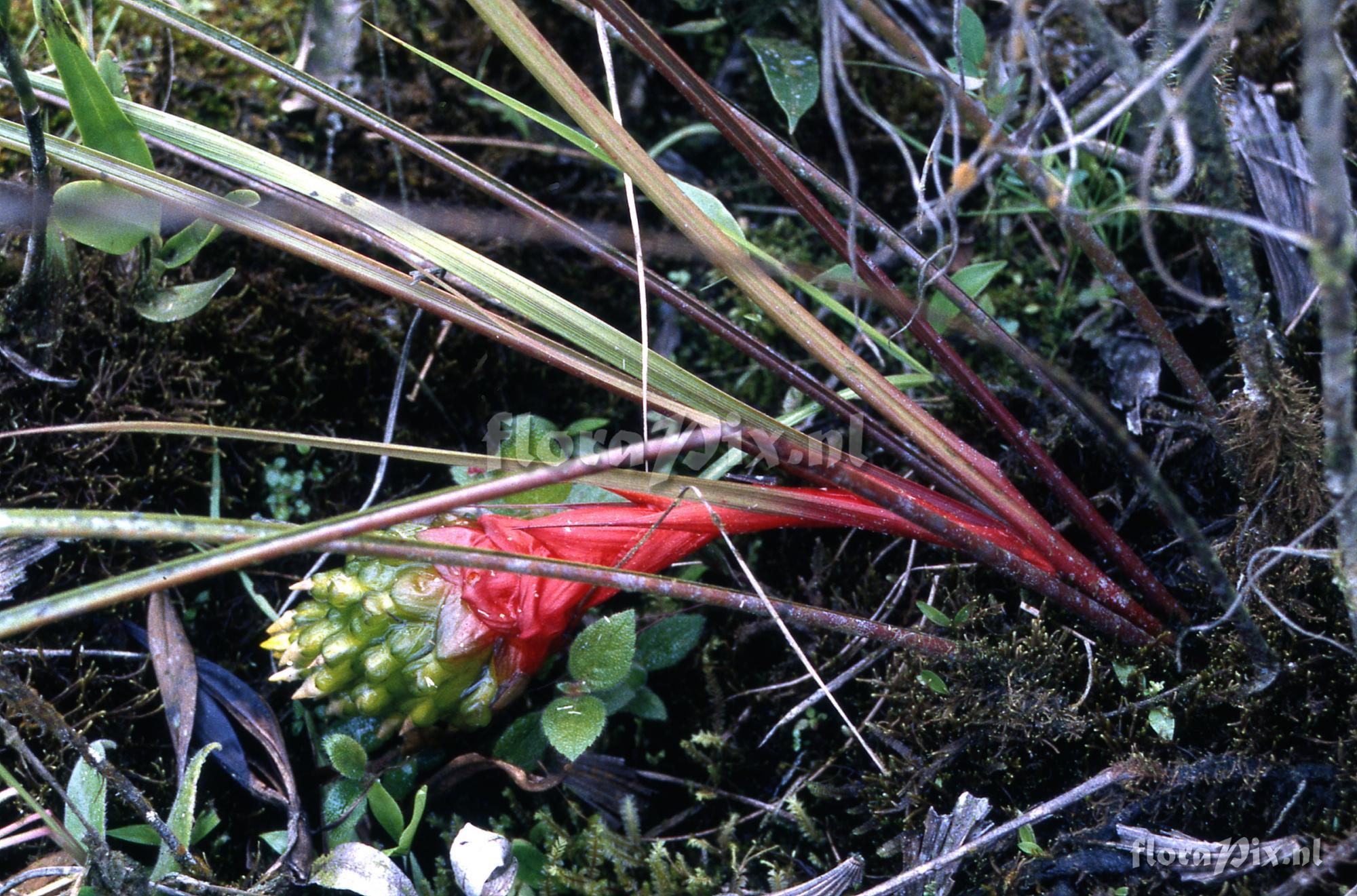 Guzmania globosa